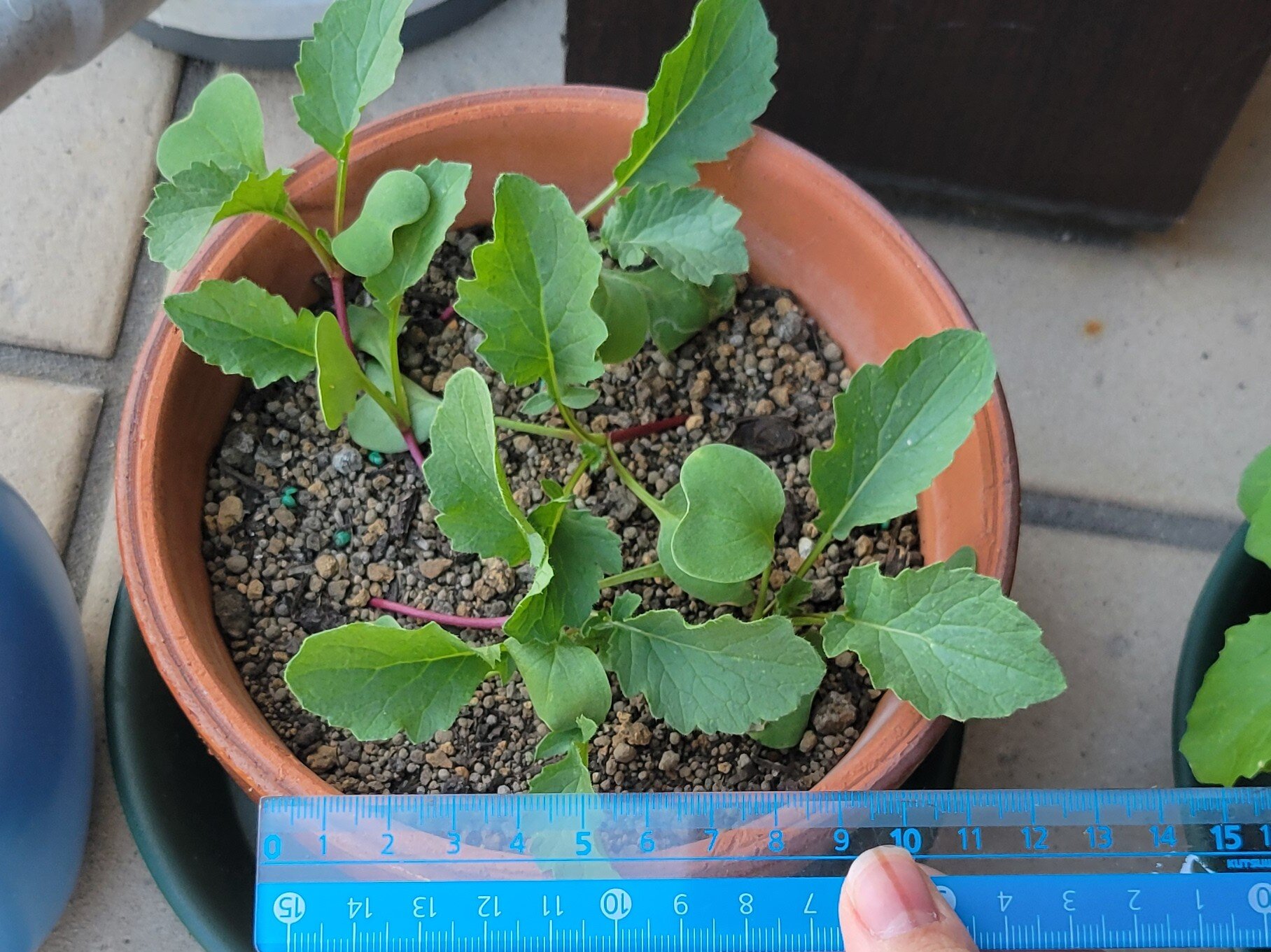 https://www.ige.tohoku.ac.jp/prg/watanabe/as-vegetable2024/2025/01/20241021_160046.jpg