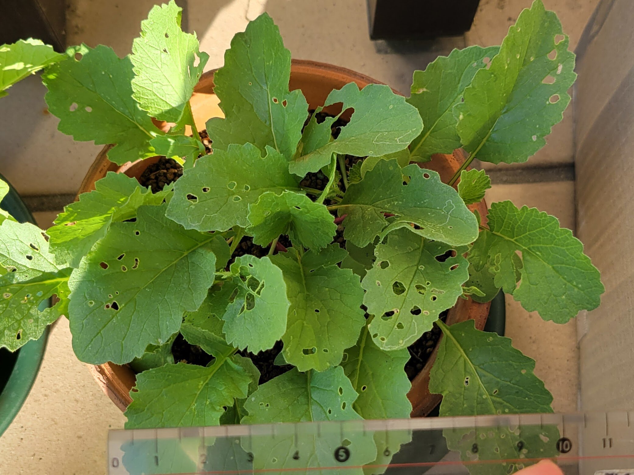 https://www.ige.tohoku.ac.jp/prg/watanabe/as-vegetable2024/2025/01/20241031_074339.jpg