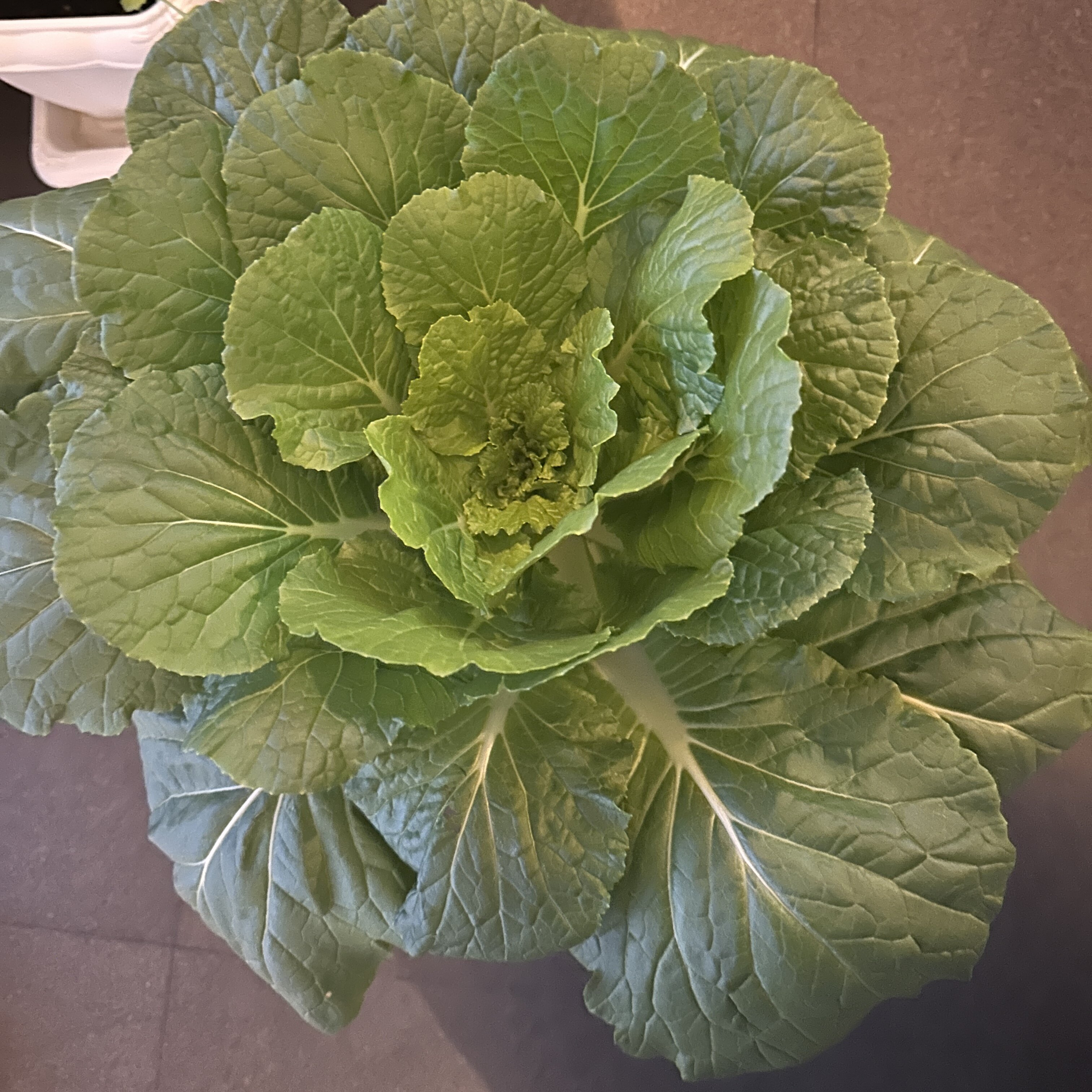 https://www.ige.tohoku.ac.jp/prg/watanabe/as-vegetable2024/2025/01/21305a11623eb99ff8fedceaa2d5741f0933c4b6.jpg