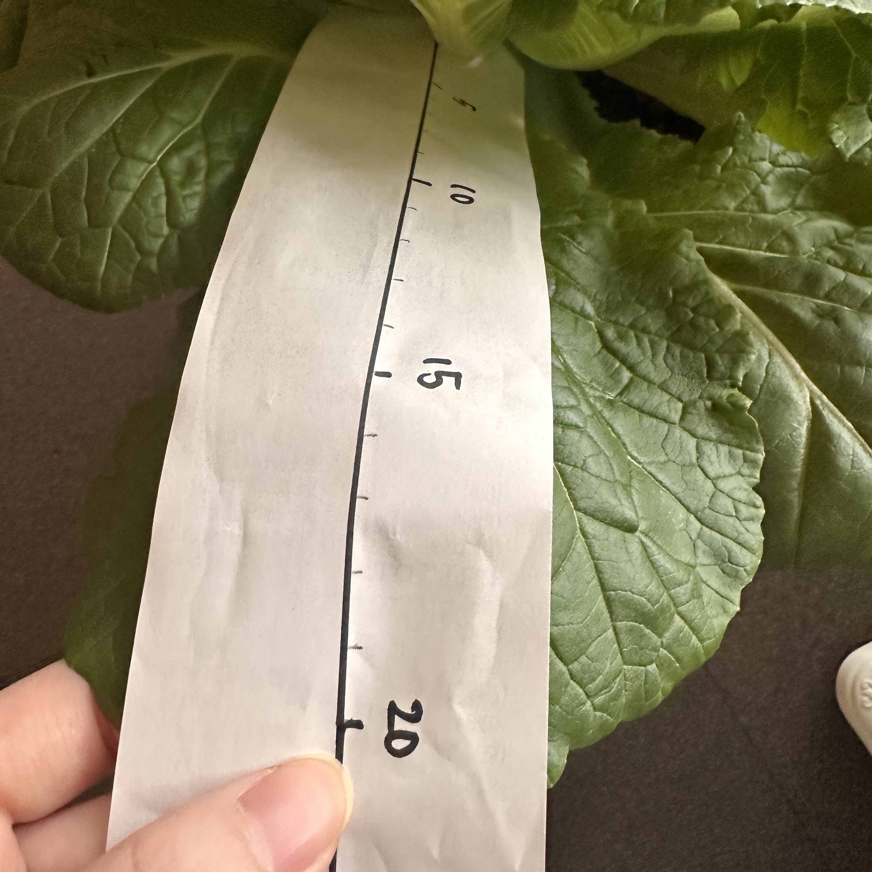 https://www.ige.tohoku.ac.jp/prg/watanabe/as-vegetable2024/2025/01/318ae44659f31a5ca6b532e9585eee23150cb9a0.jpg