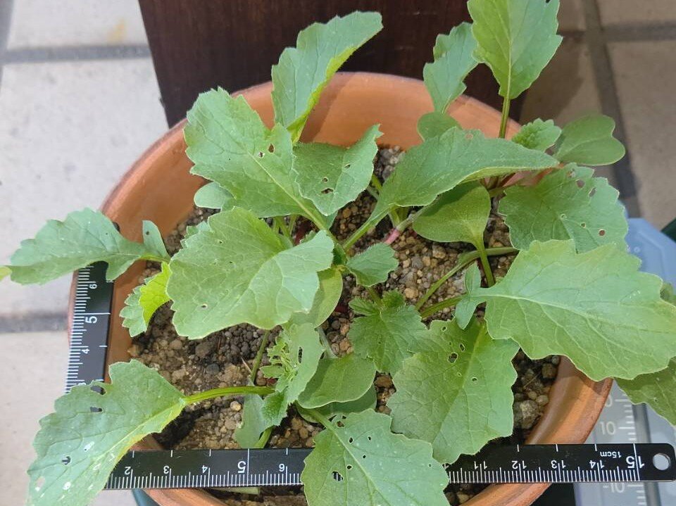 https://www.ige.tohoku.ac.jp/prg/watanabe/as-vegetable2024/2025/01/3762eb1498f47ab3b748ecd71b77117b6082676d.jpg