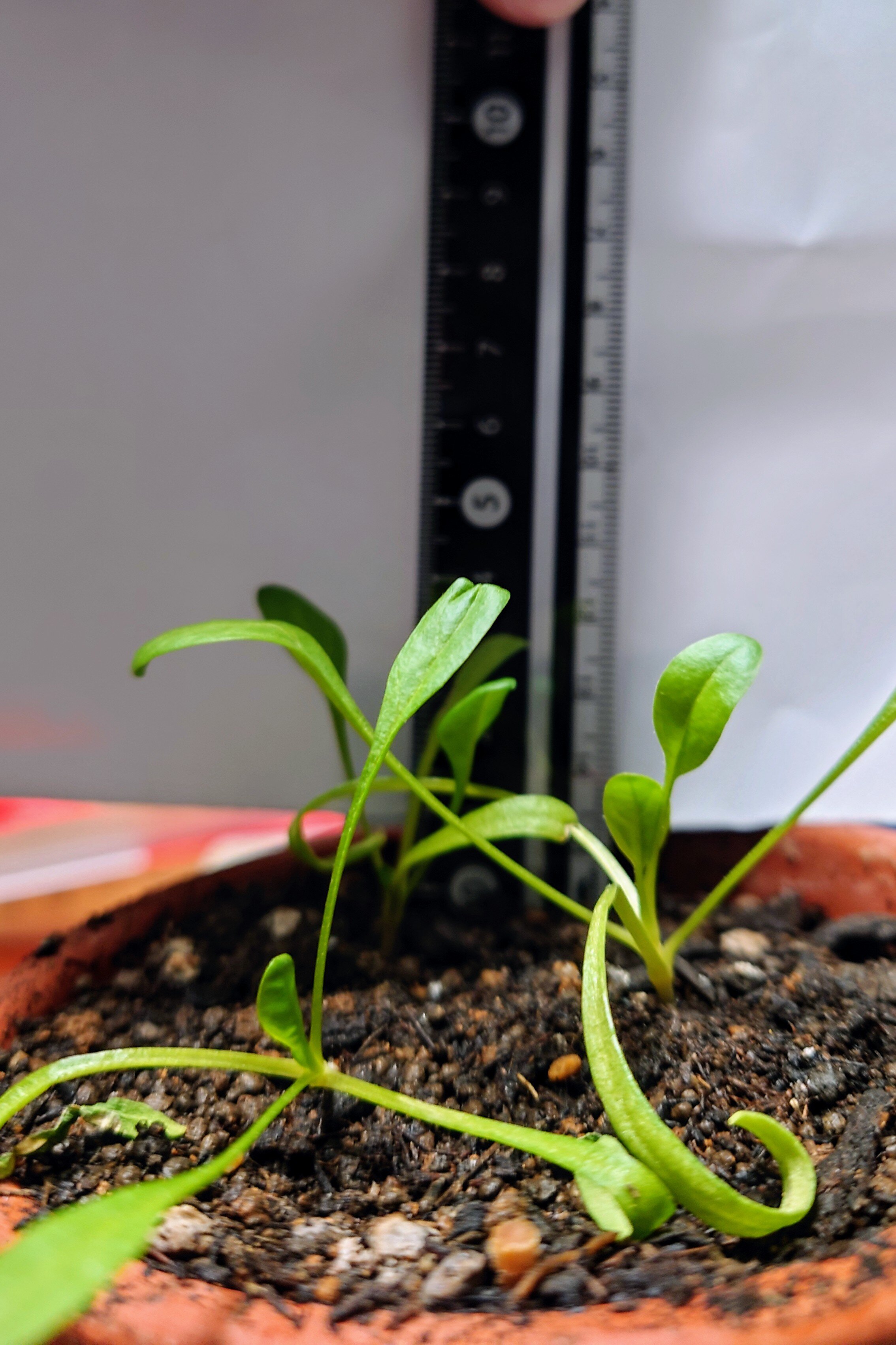https://www.ige.tohoku.ac.jp/prg/watanabe/as-vegetable2024/2025/01/38f1010e34c4d1a42741047a787c6e5d1012d1b6.JPG