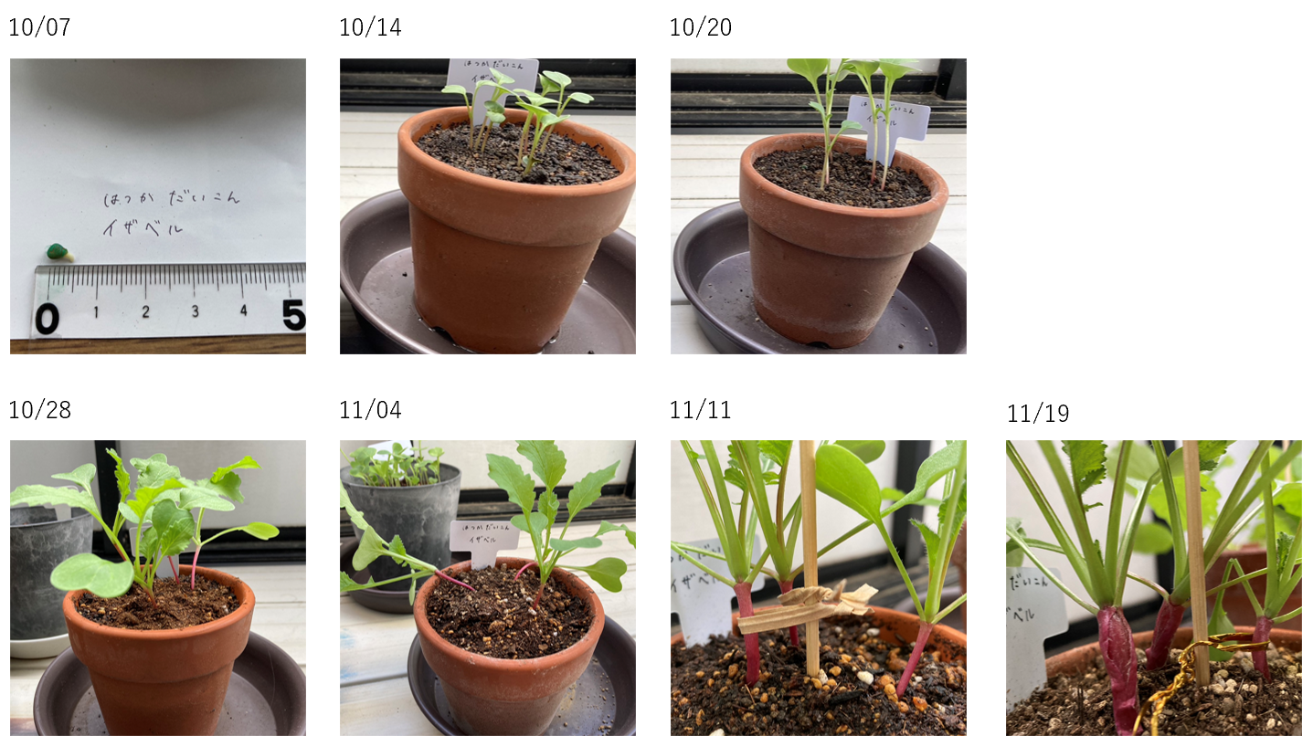 https://www.ige.tohoku.ac.jp/prg/watanabe/as-vegetable2024/2025/01/3b646dda61b2f0f39fcd0a669e7d4fbe10a46a66.png