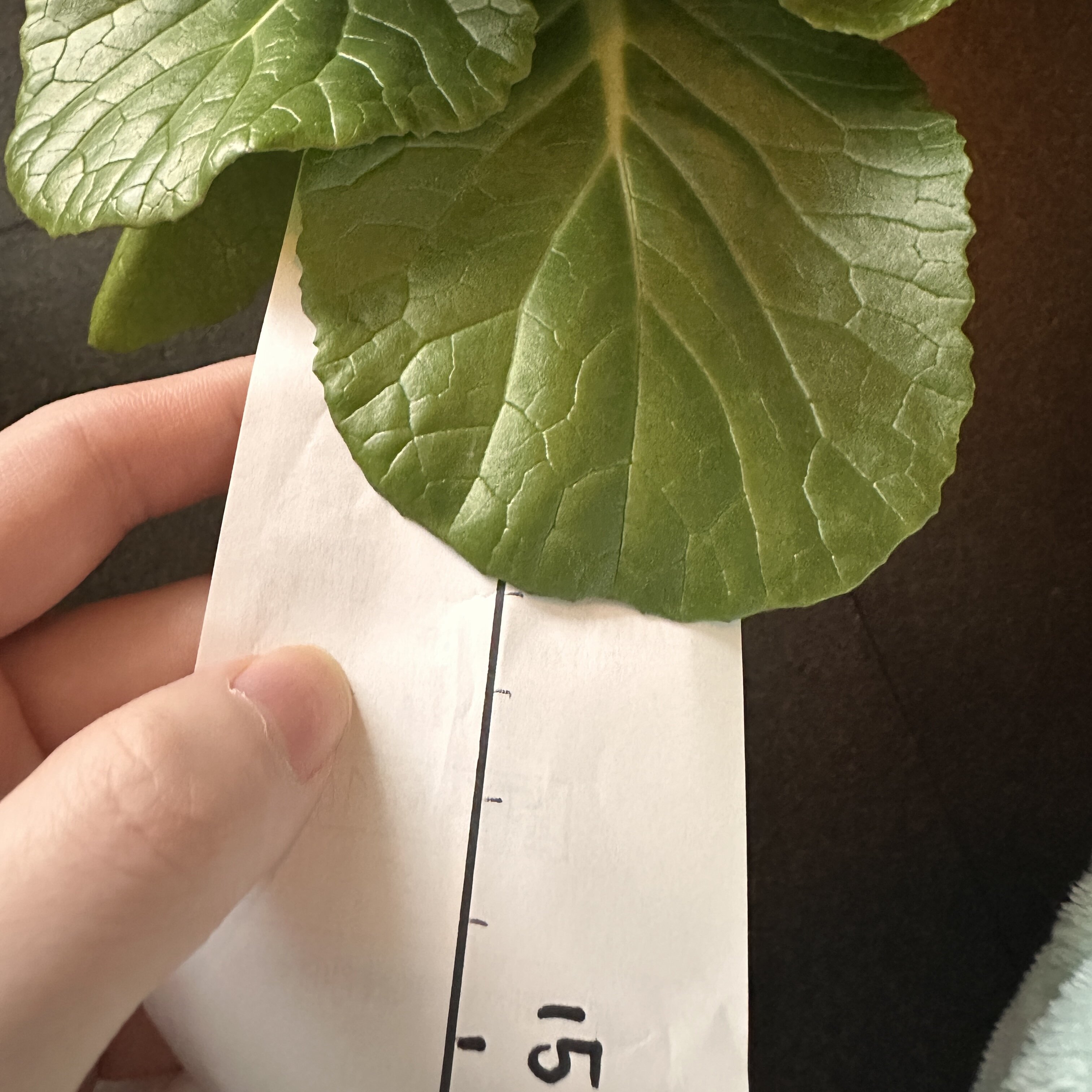 https://www.ige.tohoku.ac.jp/prg/watanabe/as-vegetable2024/2025/01/42ccc92026491d758cd5ab685201771819d17ebe.jpg