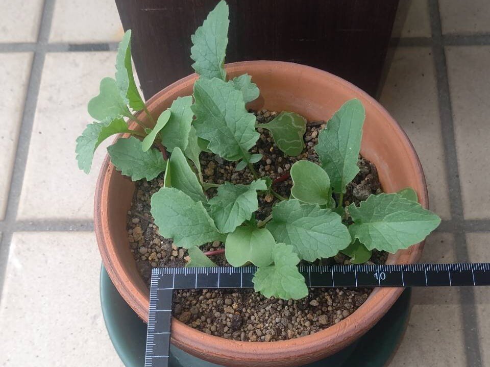 https://www.ige.tohoku.ac.jp/prg/watanabe/as-vegetable2024/2025/01/4fe612b1331bb9864397ea2ef6ff070404b3c74f.jpg