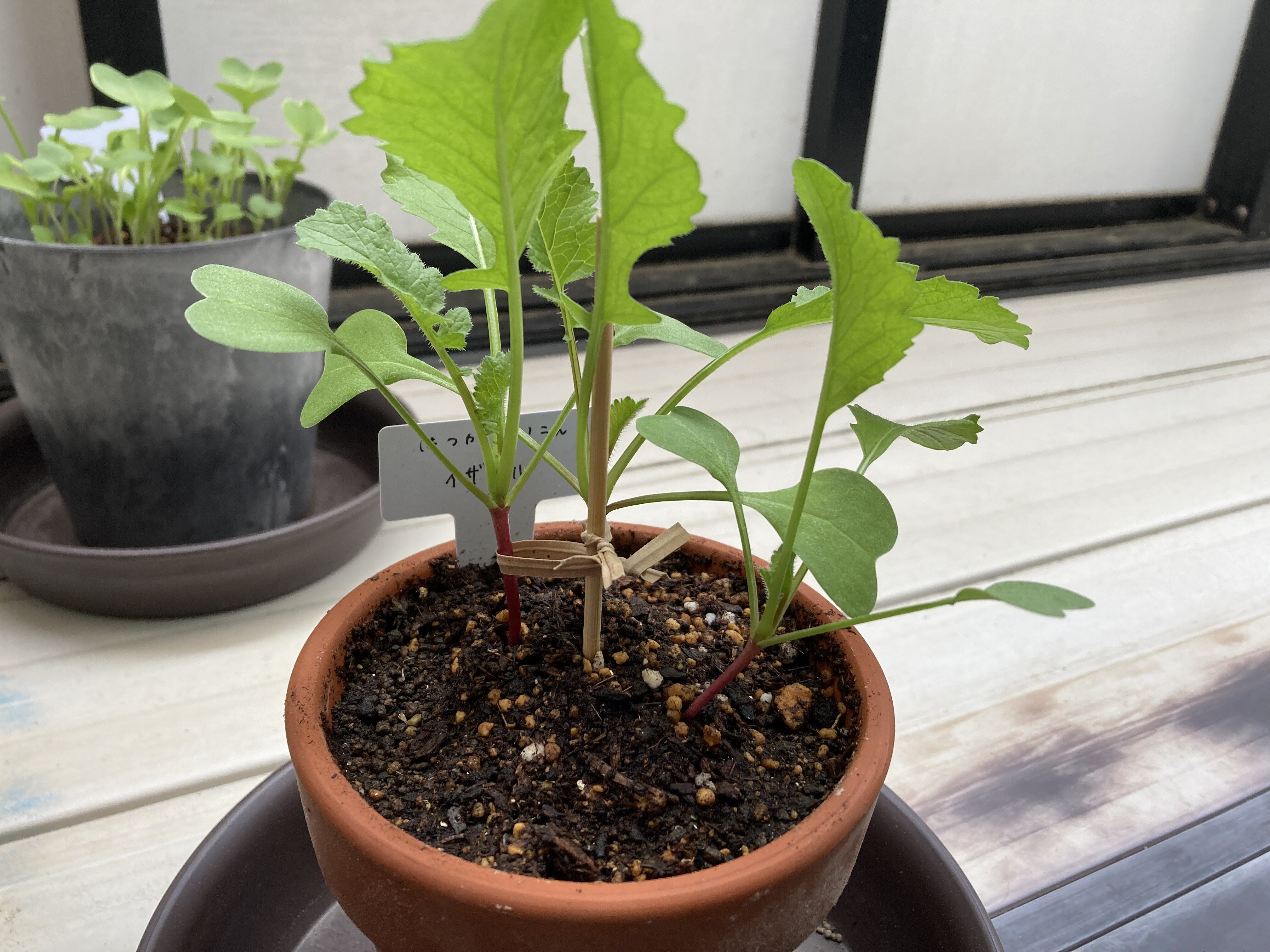 https://www.ige.tohoku.ac.jp/prg/watanabe/as-vegetable2024/2025/01/557E6C34-7095-4AFF-93B4-50FAEB18E928.jpg