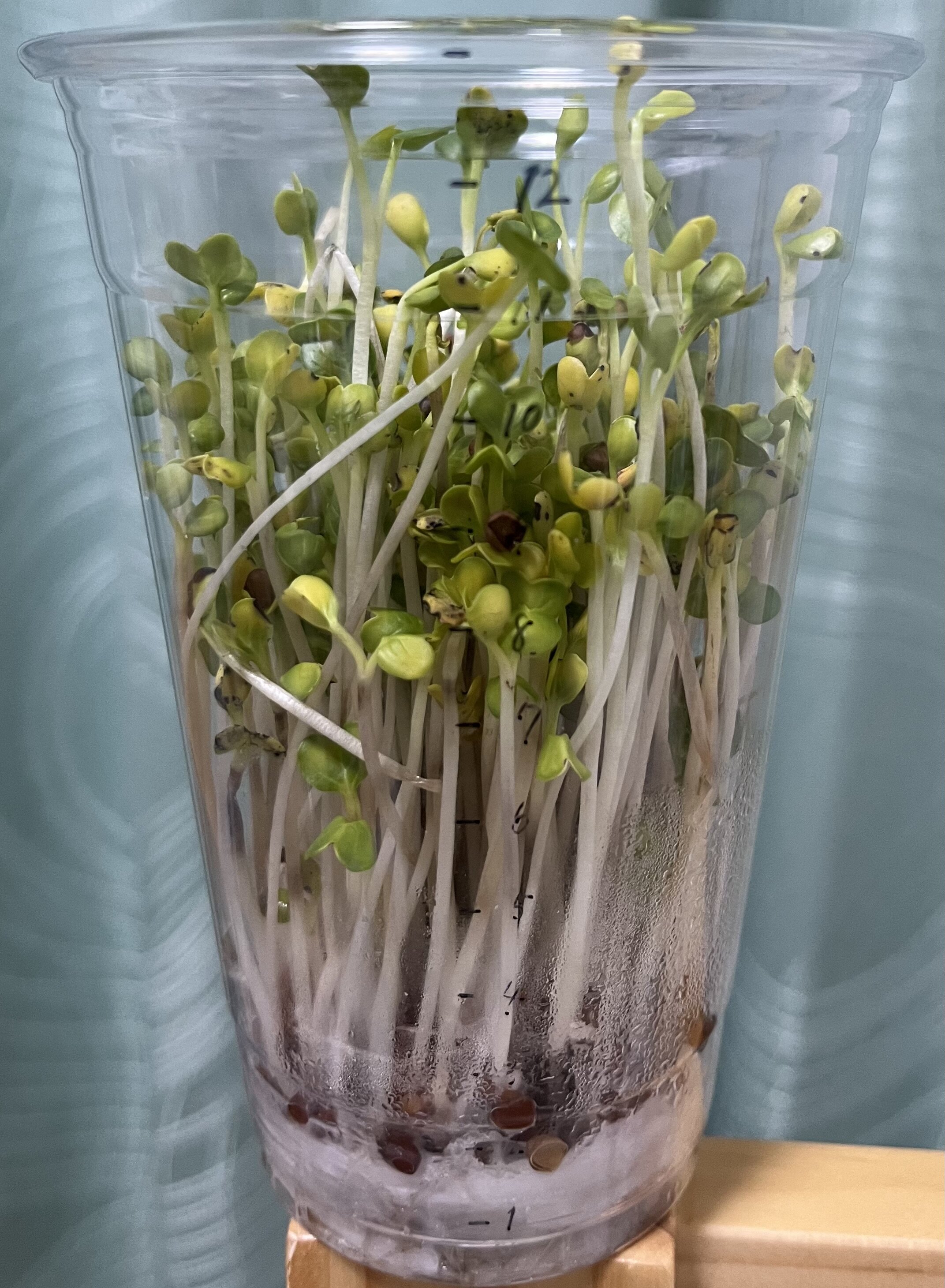 https://www.ige.tohoku.ac.jp/prg/watanabe/as-vegetable2024/2025/01/78b8710e4f8b8f7a6f59b0c2c01411c269350104.jpg
