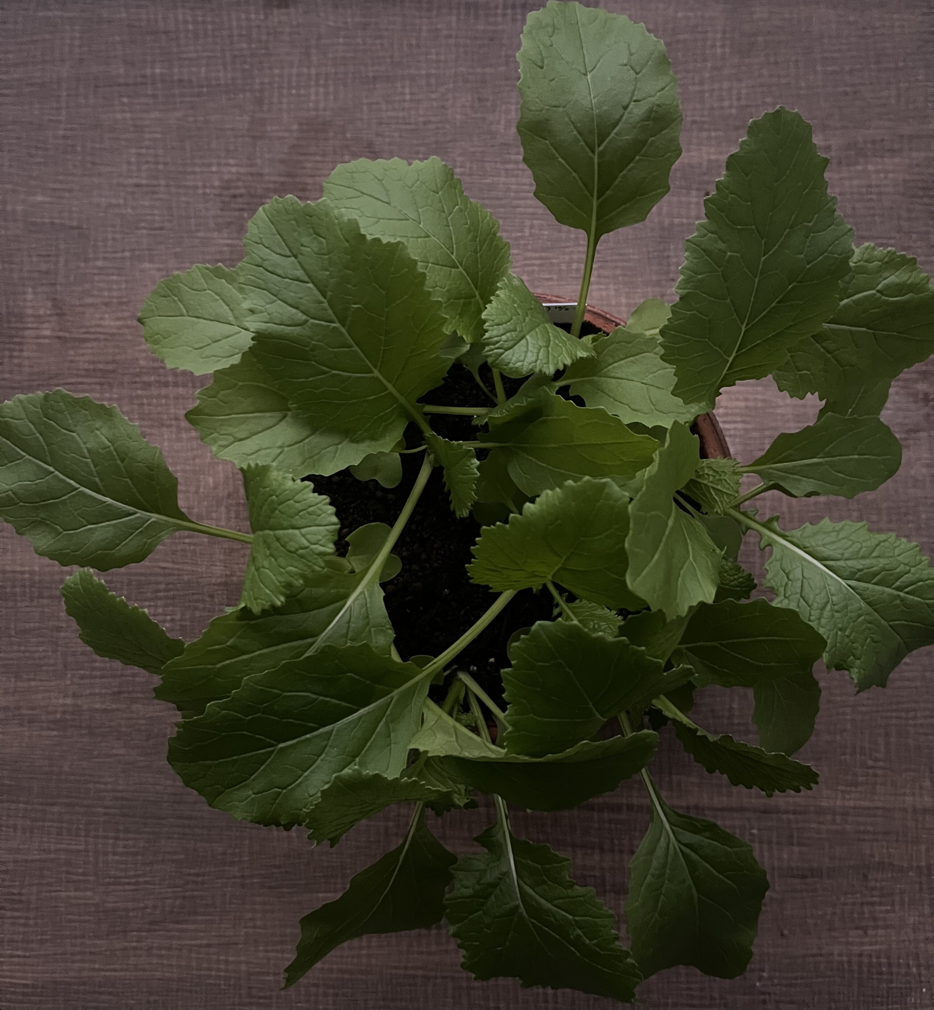 https://www.ige.tohoku.ac.jp/prg/watanabe/as-vegetable2024/2025/01/97f27c7ba860949bb4c91f65157124888fc50a64.jpg