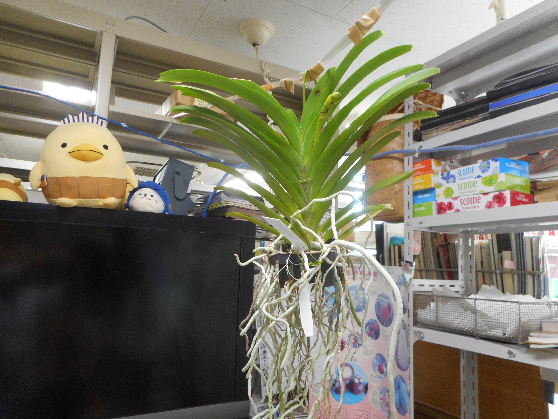 https://www.ige.tohoku.ac.jp/prg/watanabe/as-vegetable2024/2025/01/DSCN0264.JPG