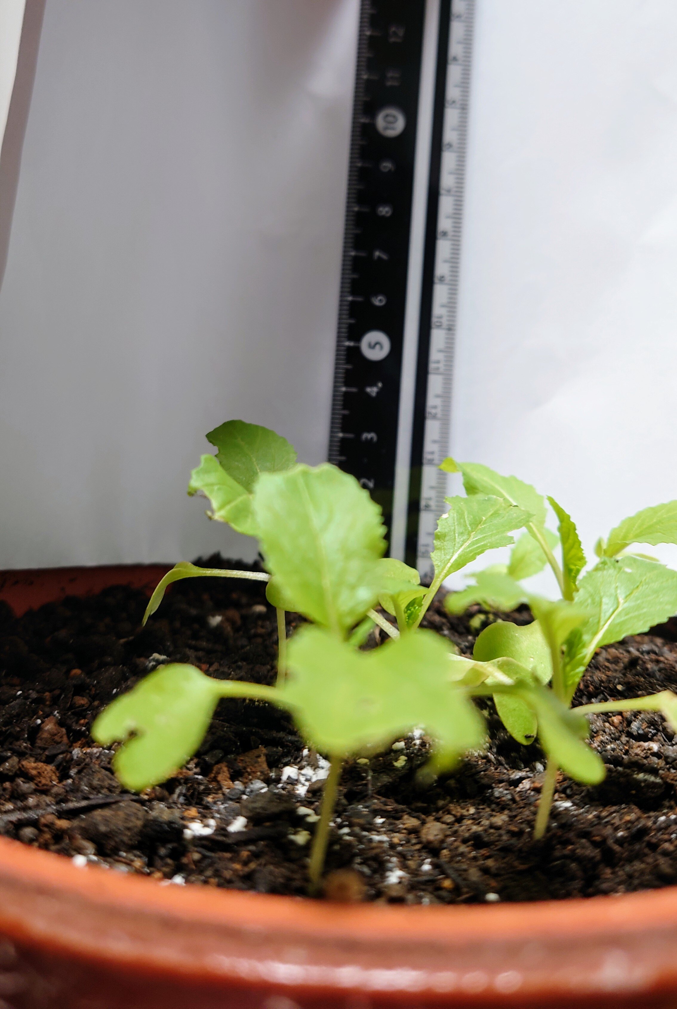 https://www.ige.tohoku.ac.jp/prg/watanabe/as-vegetable2024/2025/01/DSC_1064.JPG
