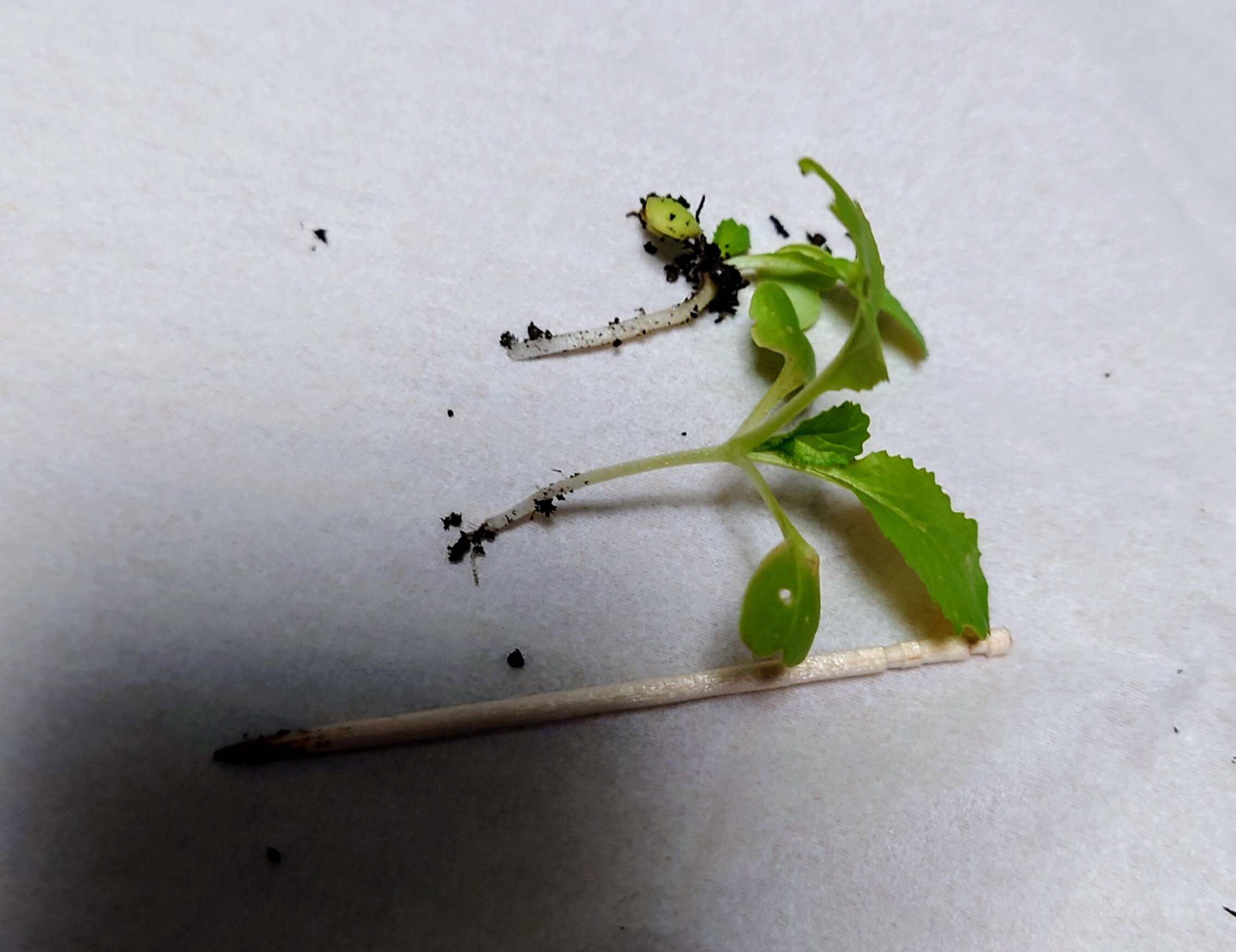 https://www.ige.tohoku.ac.jp/prg/watanabe/as-vegetable2024/2025/01/DSC_1065%20%281%29.JPG