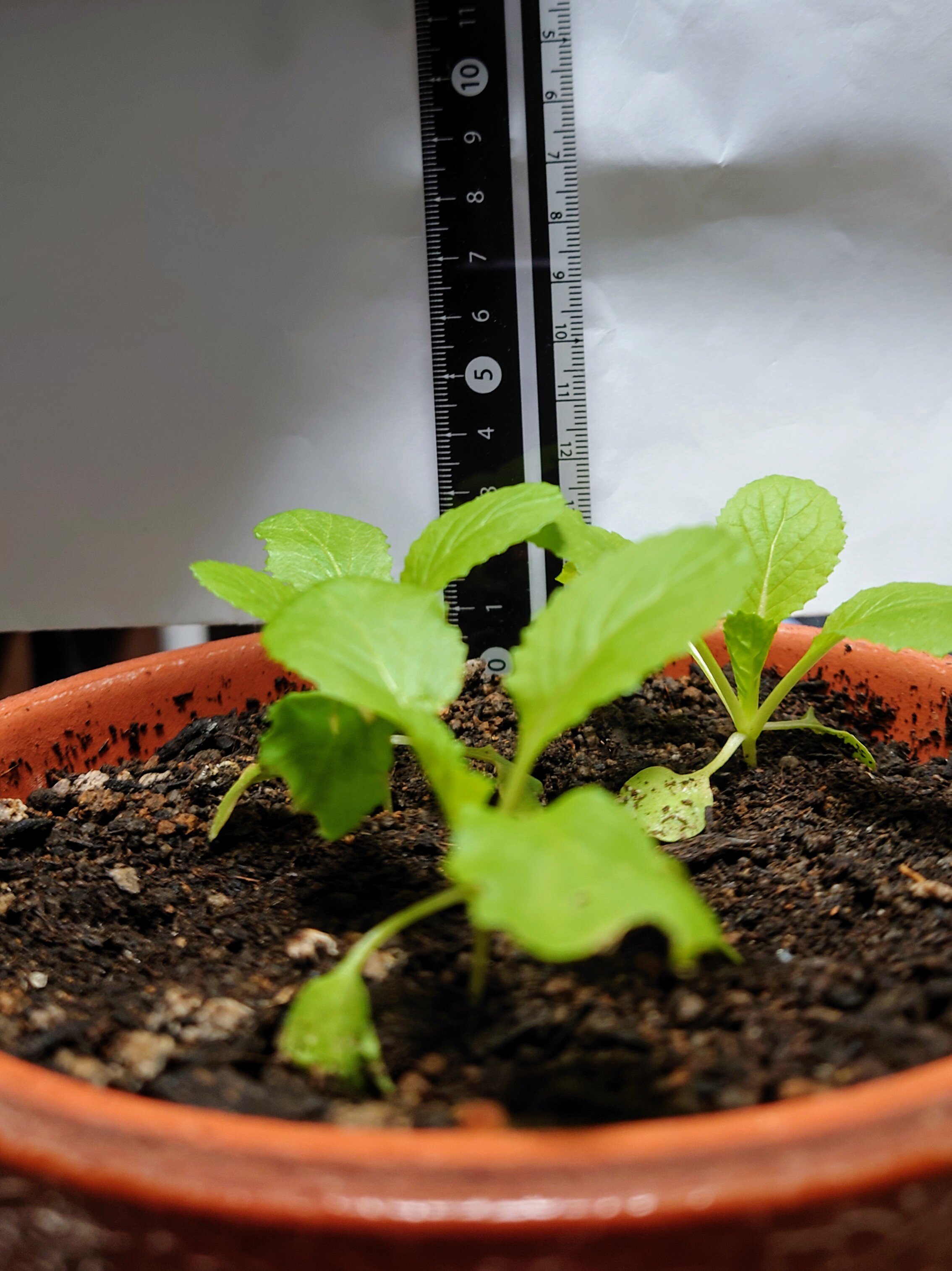 https://www.ige.tohoku.ac.jp/prg/watanabe/as-vegetable2024/2025/01/DSC_1180.JPG