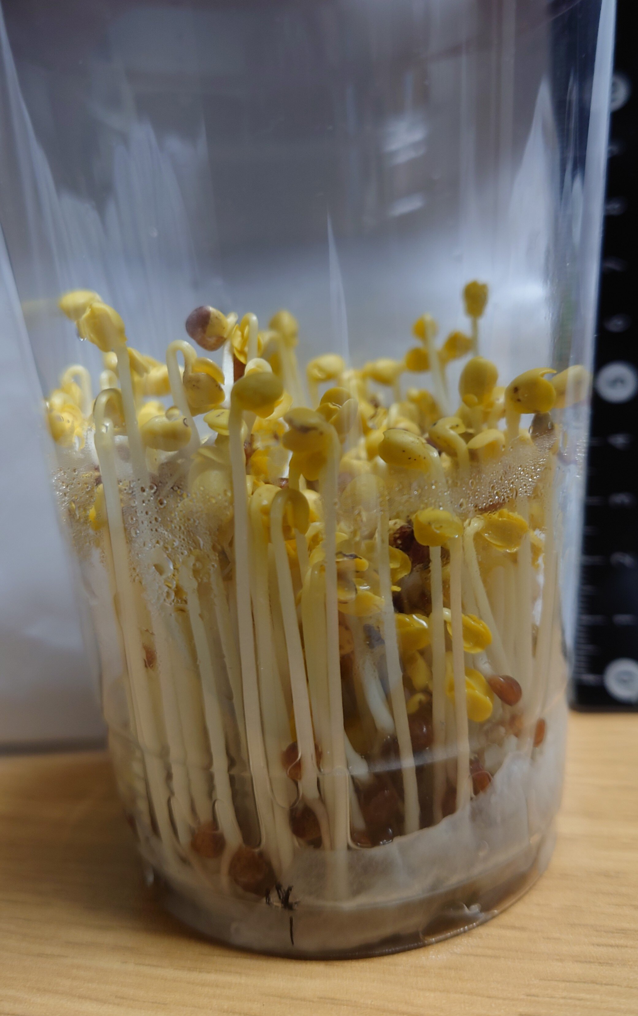 https://www.ige.tohoku.ac.jp/prg/watanabe/as-vegetable2024/2025/01/DSC_1368.JPG