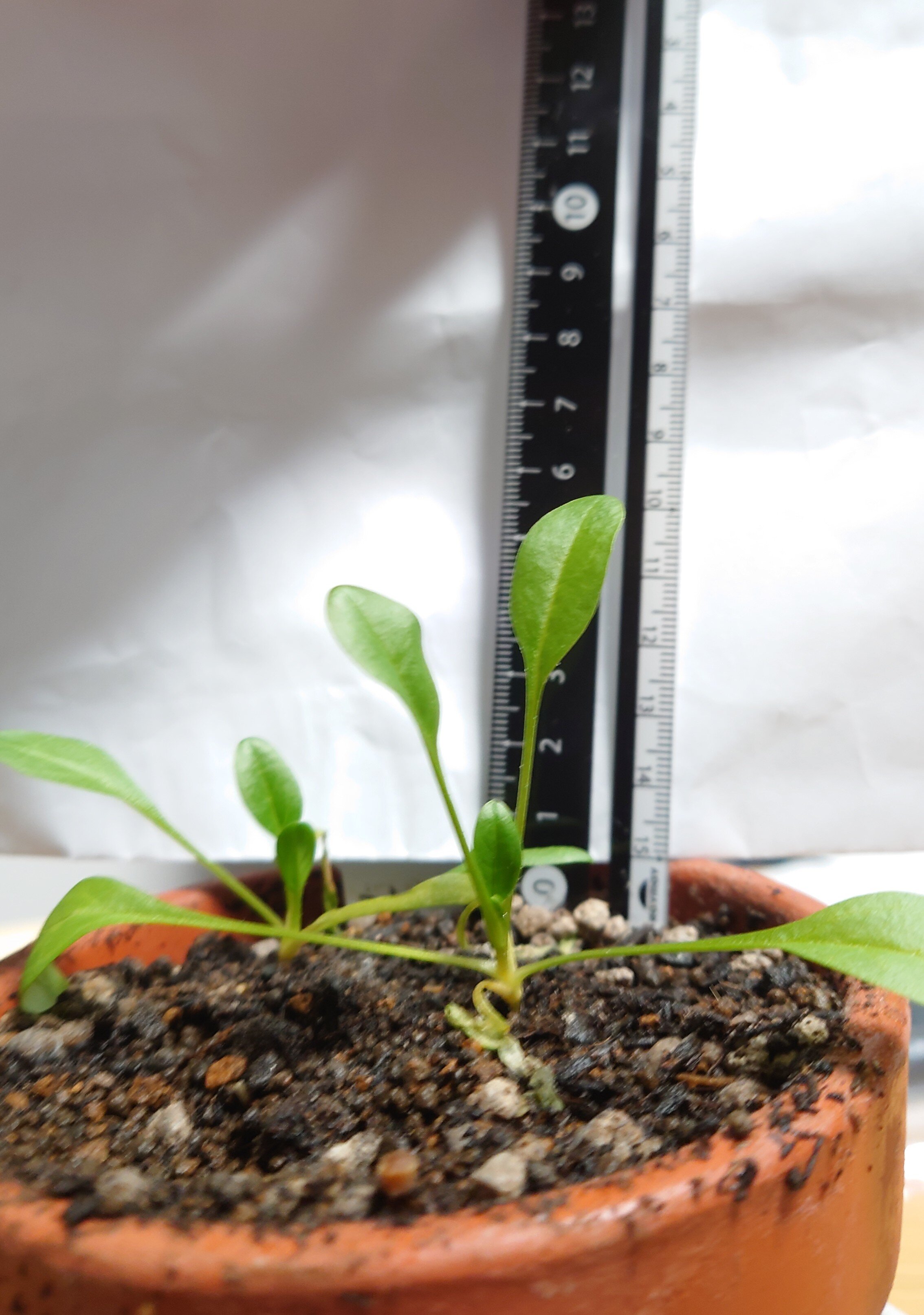 https://www.ige.tohoku.ac.jp/prg/watanabe/as-vegetable2024/2025/01/DSC_1378.JPG