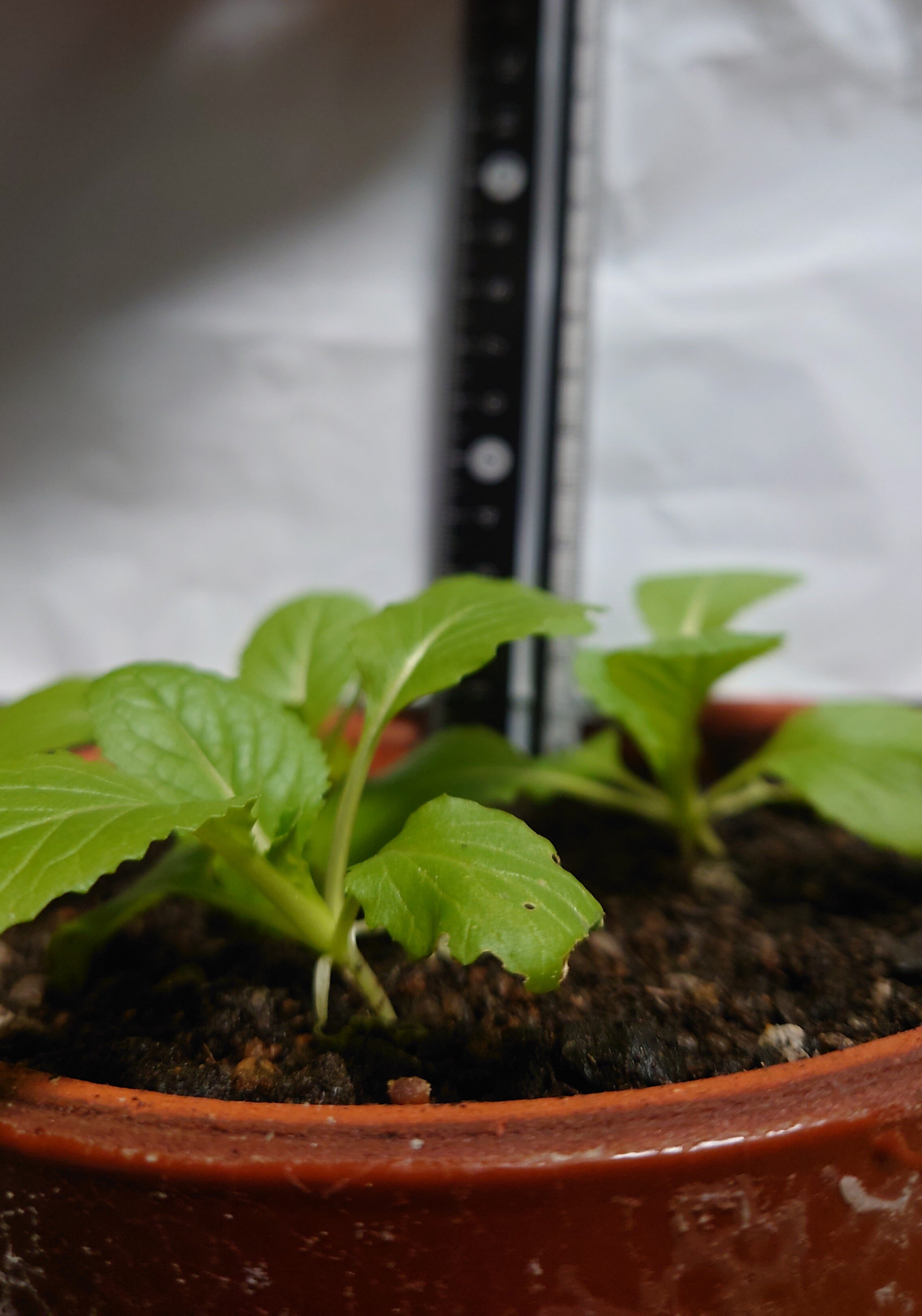 https://www.ige.tohoku.ac.jp/prg/watanabe/as-vegetable2024/2025/01/DSC_1384.JPG