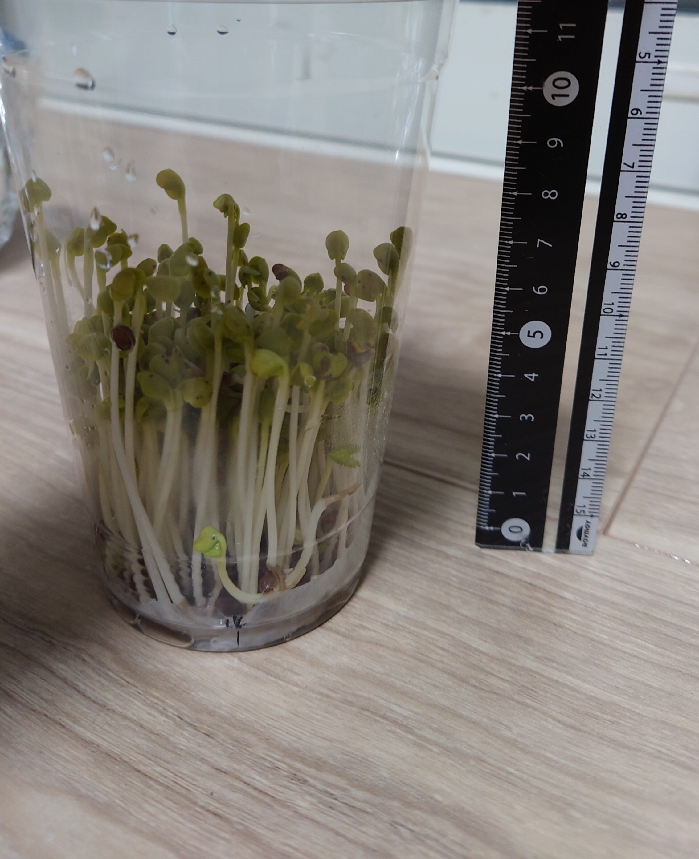 https://www.ige.tohoku.ac.jp/prg/watanabe/as-vegetable2024/2025/01/DSC_1390.JPG