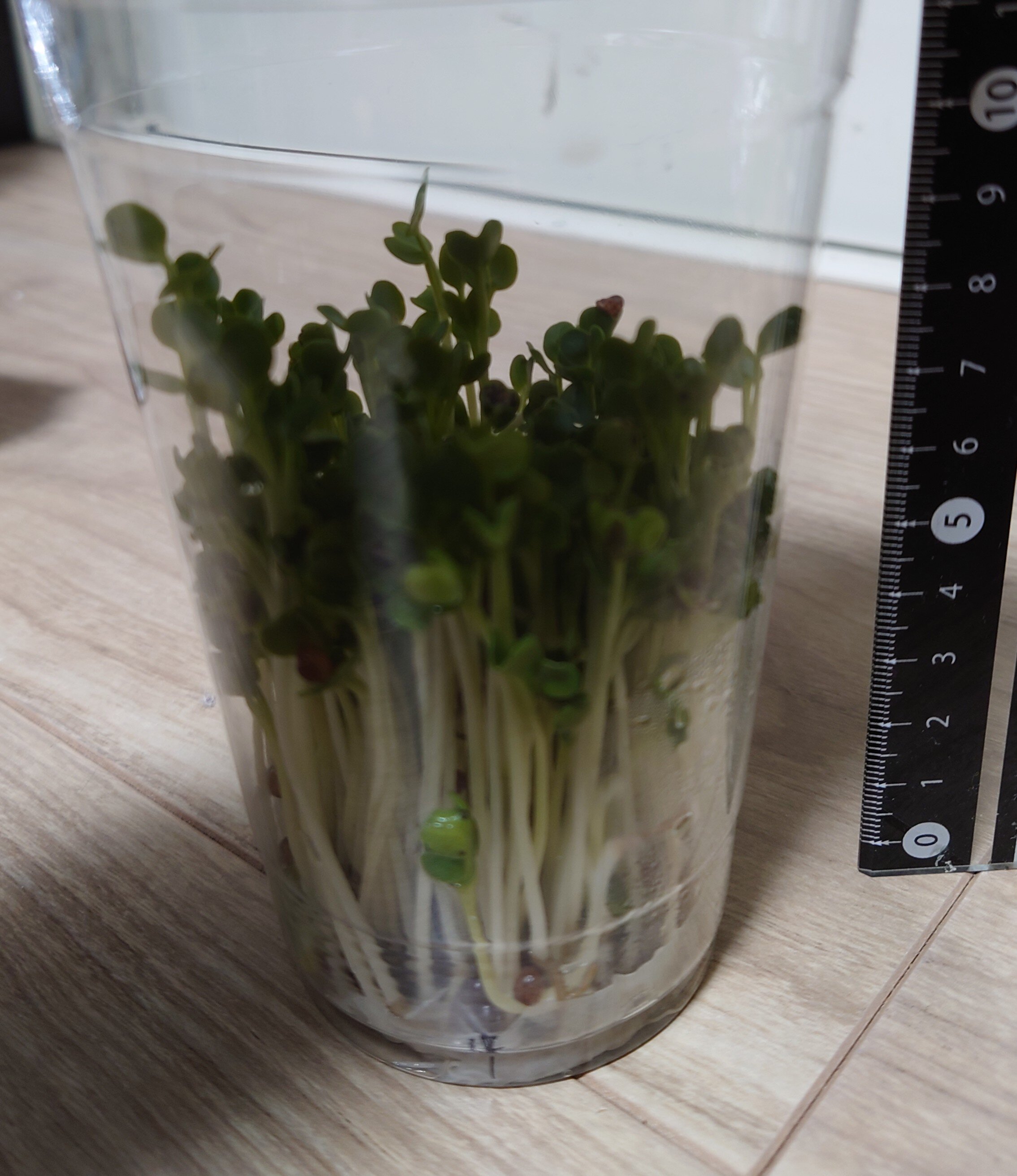 https://www.ige.tohoku.ac.jp/prg/watanabe/as-vegetable2024/2025/01/DSC_1395.JPG