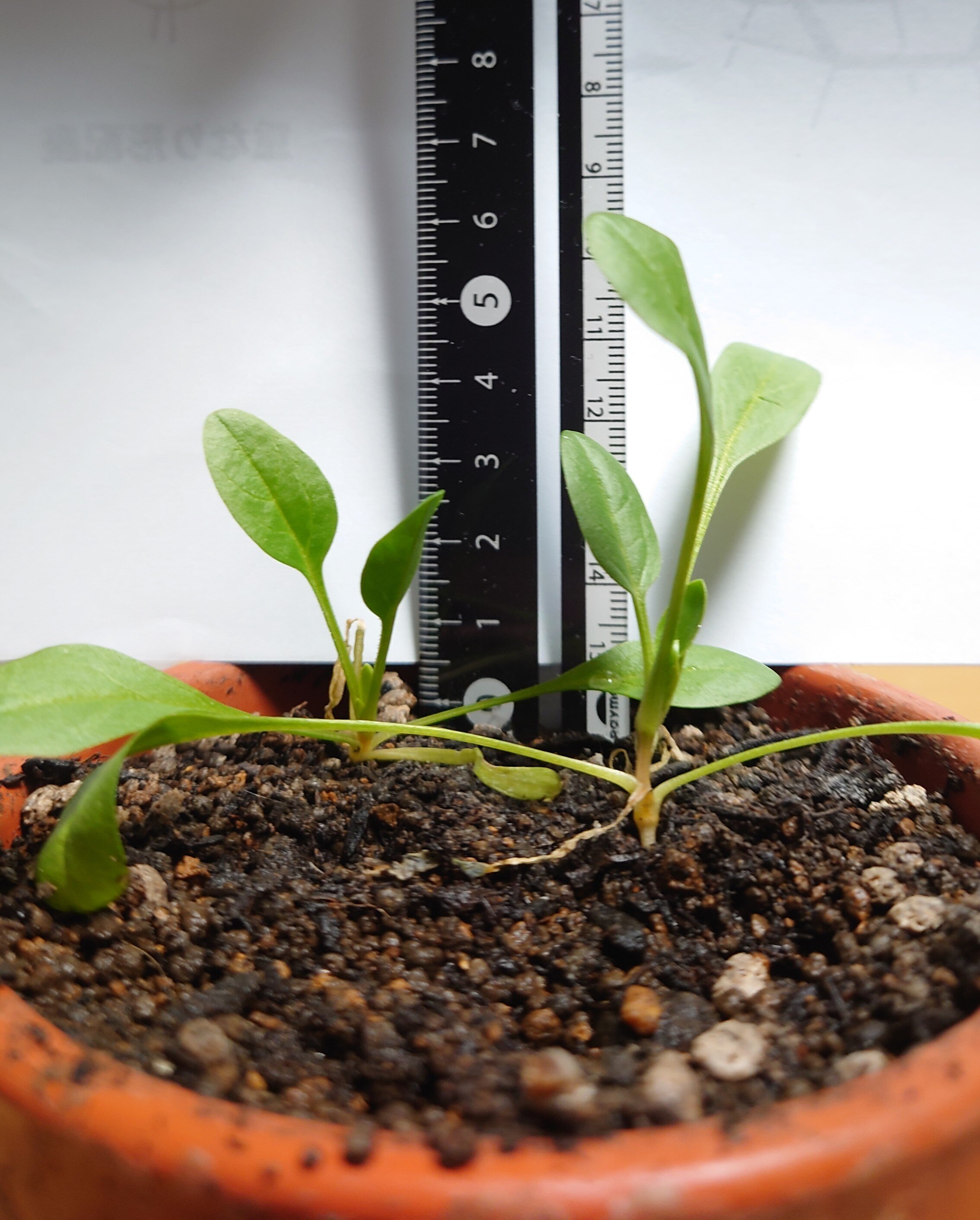 https://www.ige.tohoku.ac.jp/prg/watanabe/as-vegetable2024/2025/01/DSC_1407%20%281%29.JPG