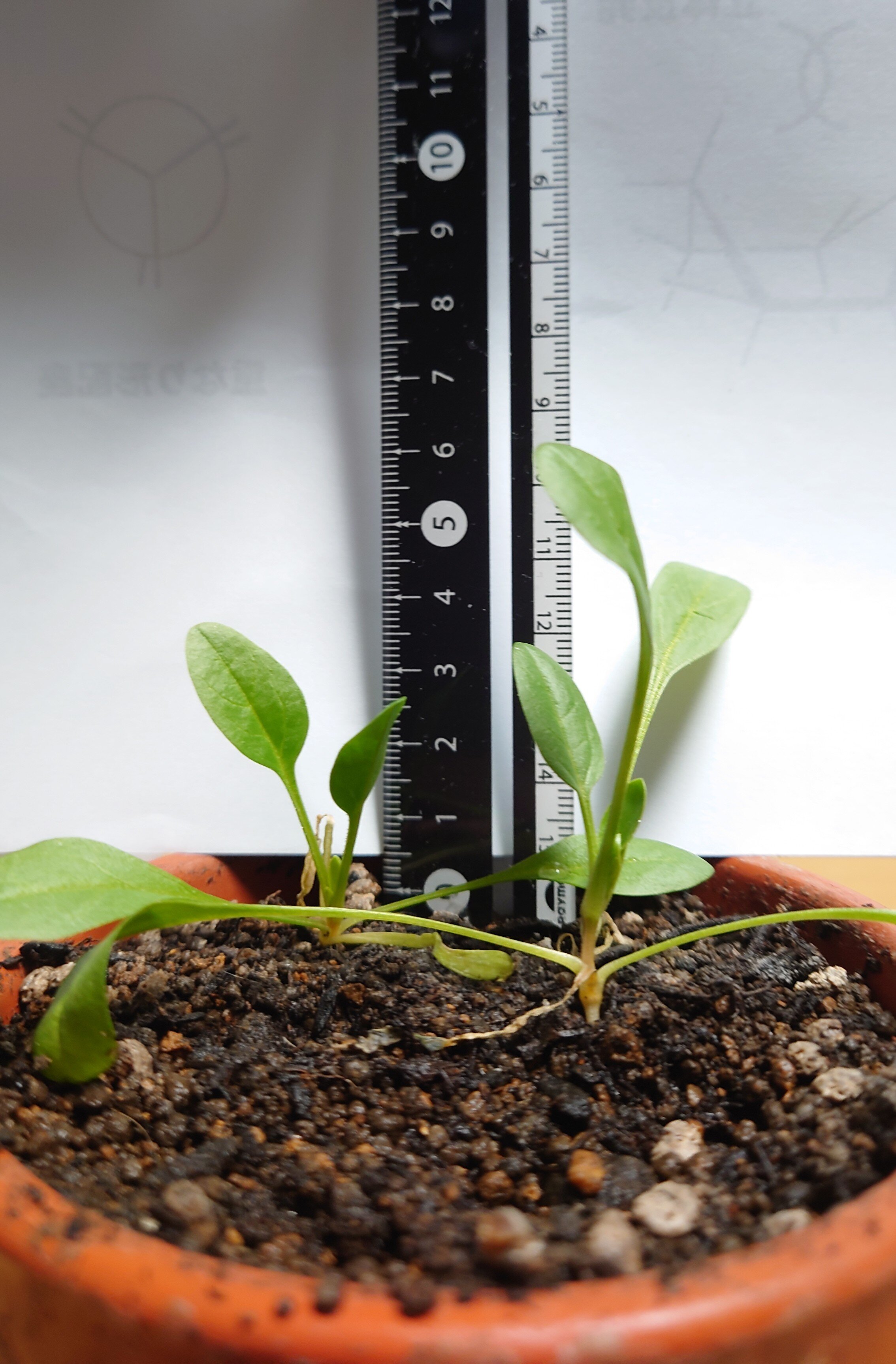 https://www.ige.tohoku.ac.jp/prg/watanabe/as-vegetable2024/2025/01/DSC_1407.JPG
