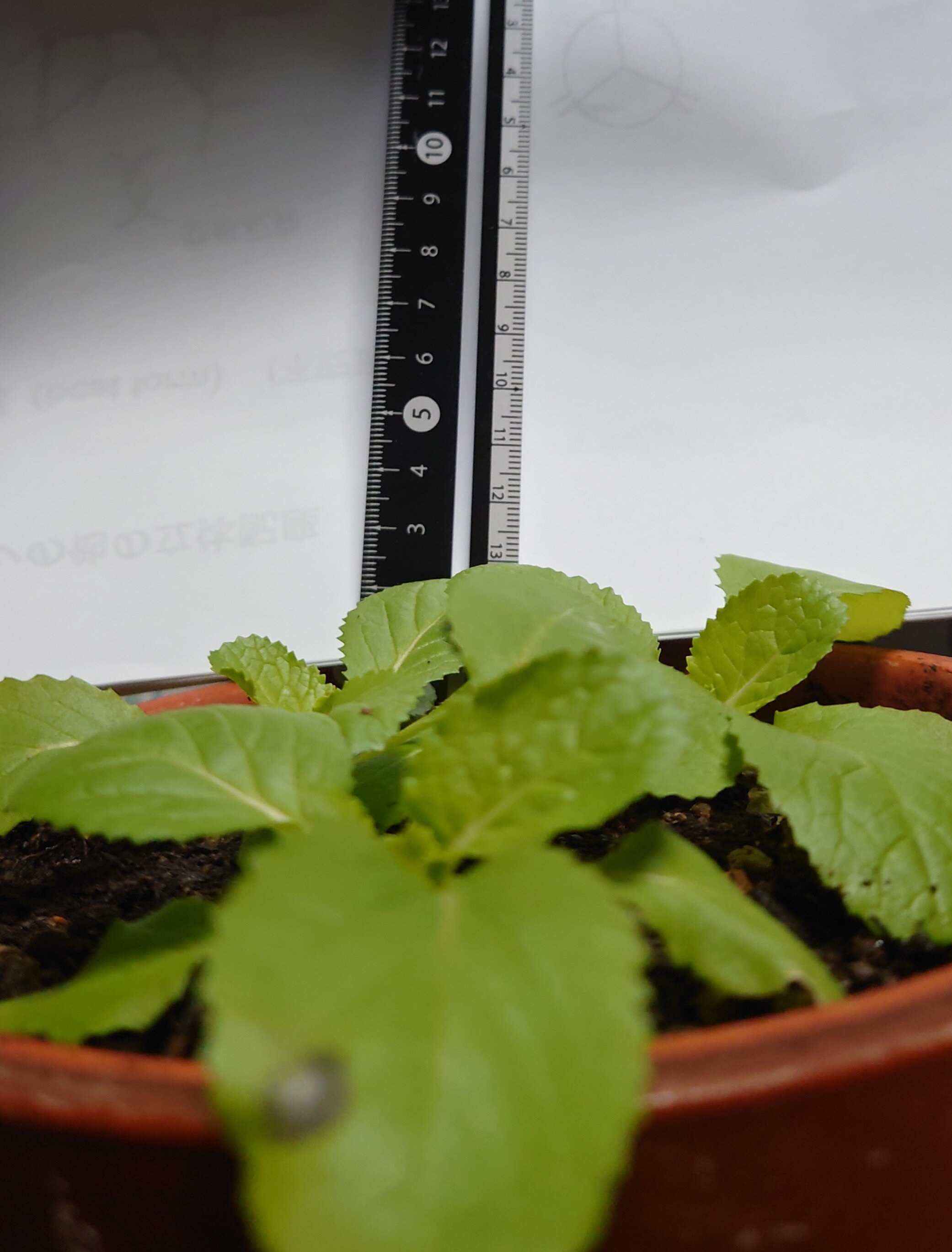 https://www.ige.tohoku.ac.jp/prg/watanabe/as-vegetable2024/2025/01/DSC_1408.JPG