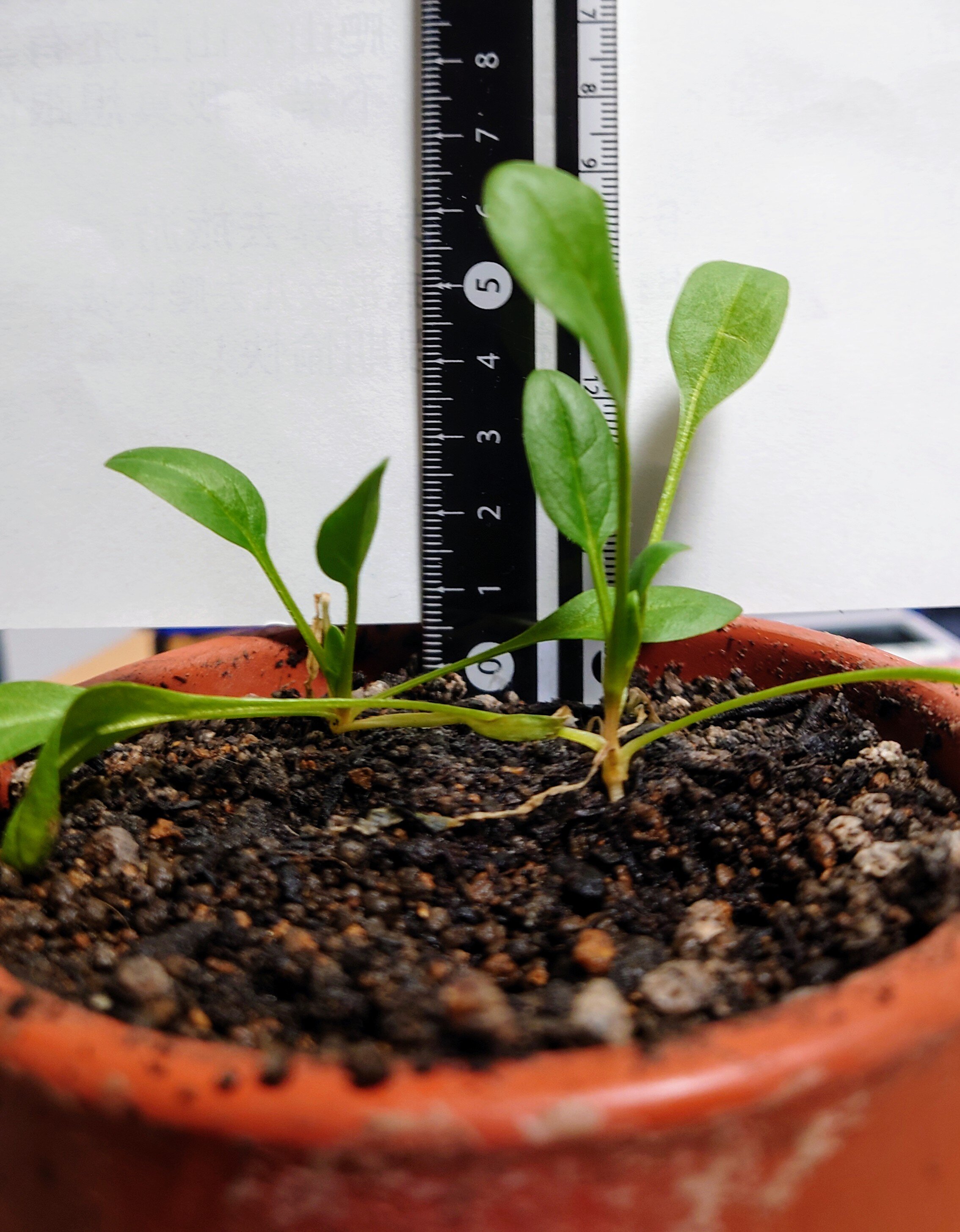 https://www.ige.tohoku.ac.jp/prg/watanabe/as-vegetable2024/2025/01/DSC_1435.JPG