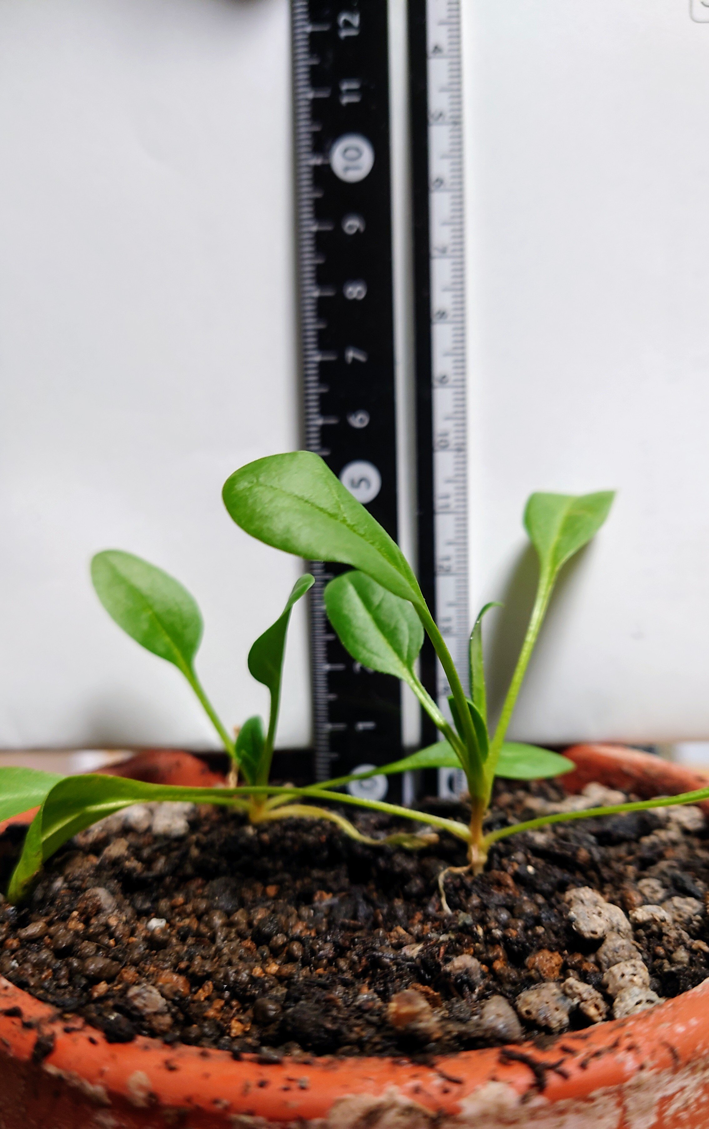 https://www.ige.tohoku.ac.jp/prg/watanabe/as-vegetable2024/2025/01/DSC_1481.JPG