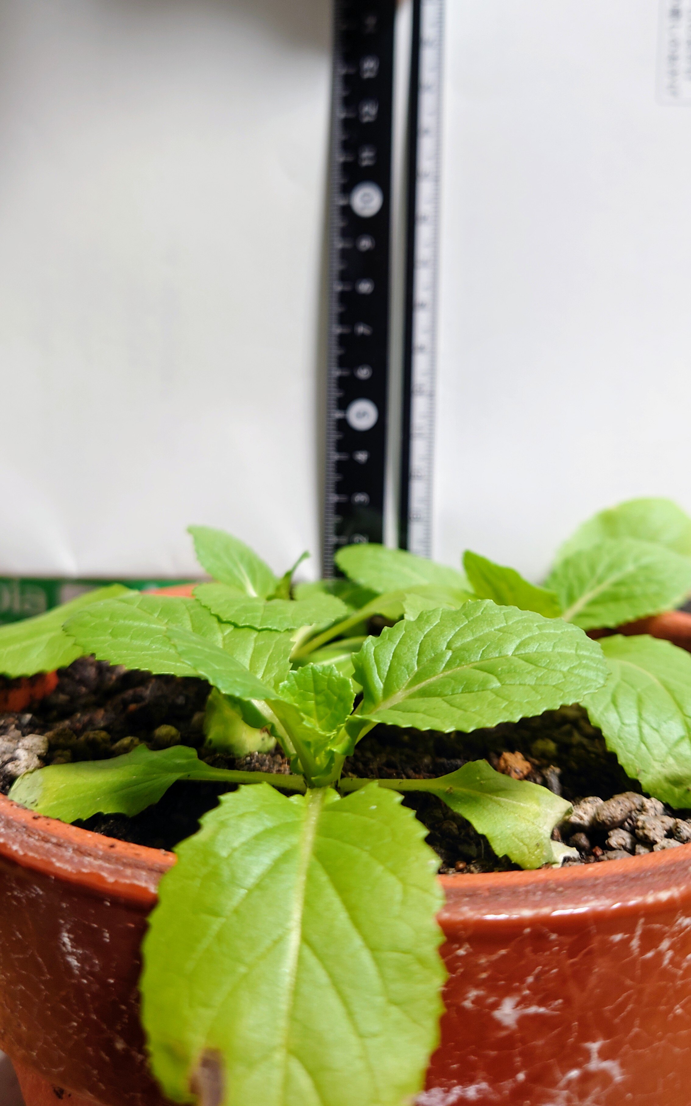 https://www.ige.tohoku.ac.jp/prg/watanabe/as-vegetable2024/2025/01/DSC_1483.JPG