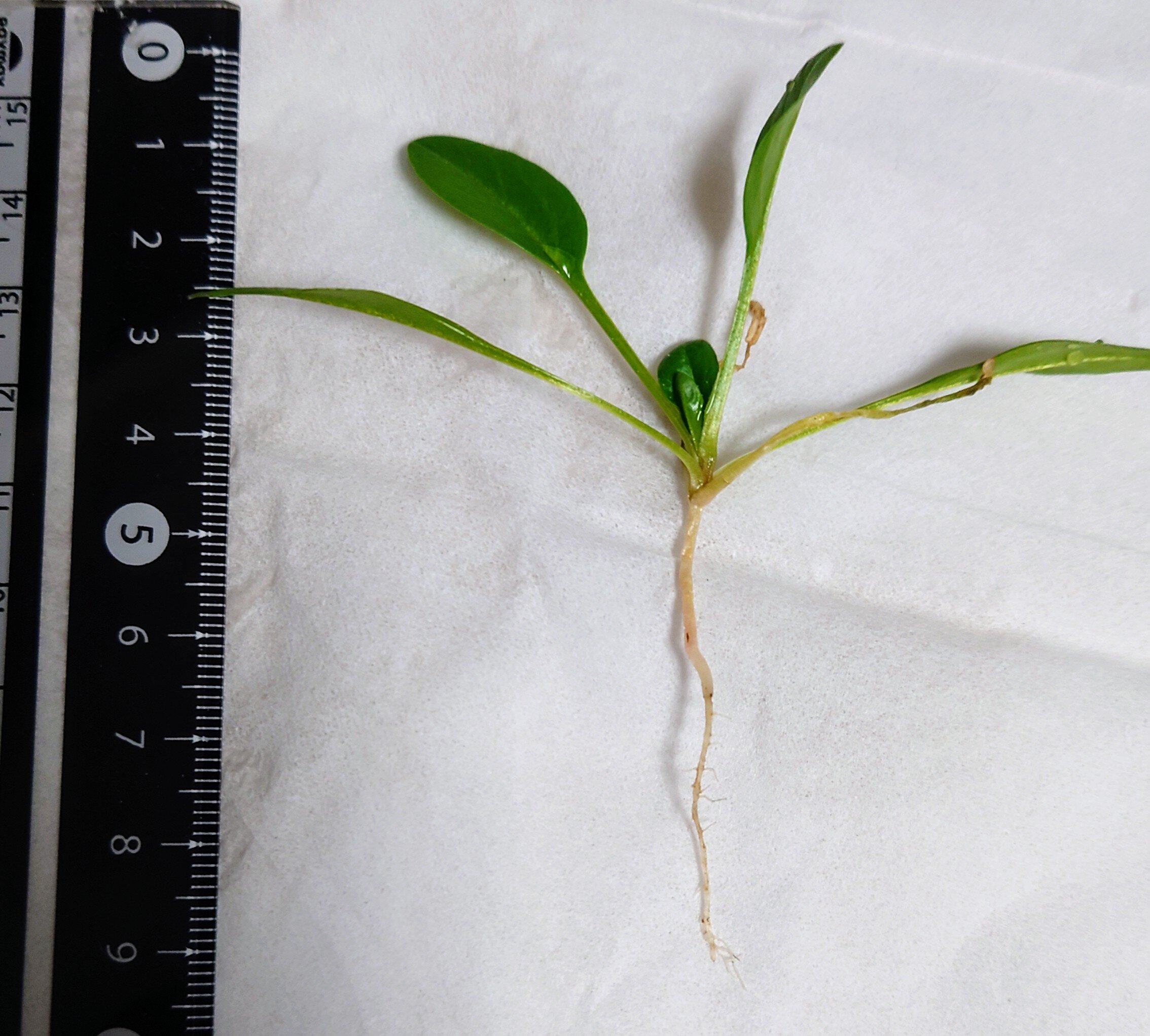 https://www.ige.tohoku.ac.jp/prg/watanabe/as-vegetable2024/2025/01/DSC_1484.JPG