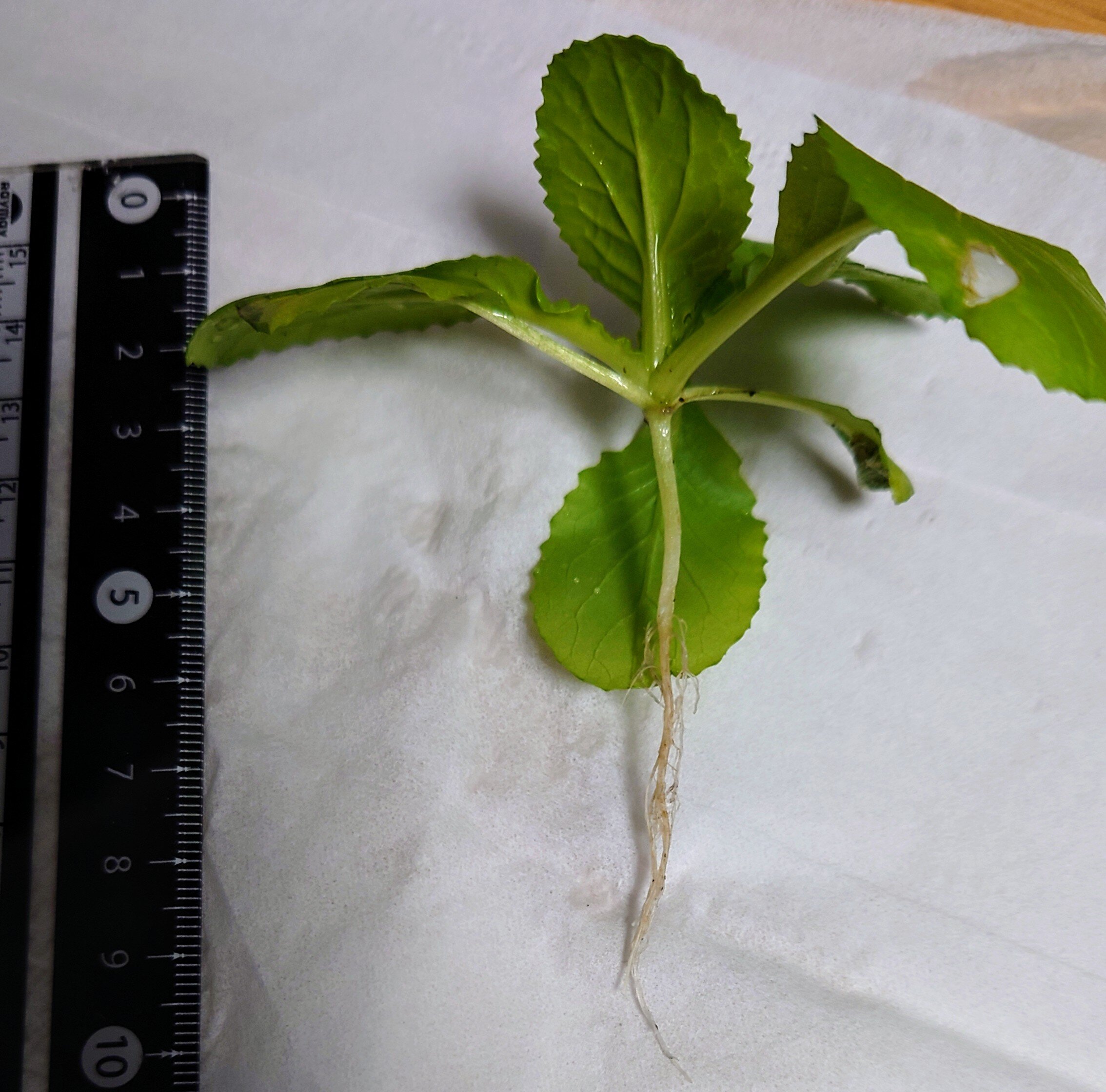 https://www.ige.tohoku.ac.jp/prg/watanabe/as-vegetable2024/2025/01/DSC_1488.JPG
