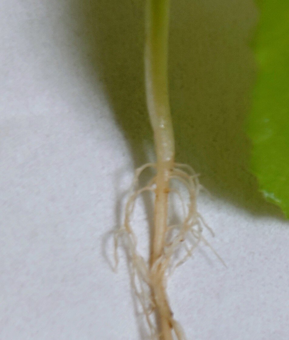 https://www.ige.tohoku.ac.jp/prg/watanabe/as-vegetable2024/2025/01/DSC_1489.JPG