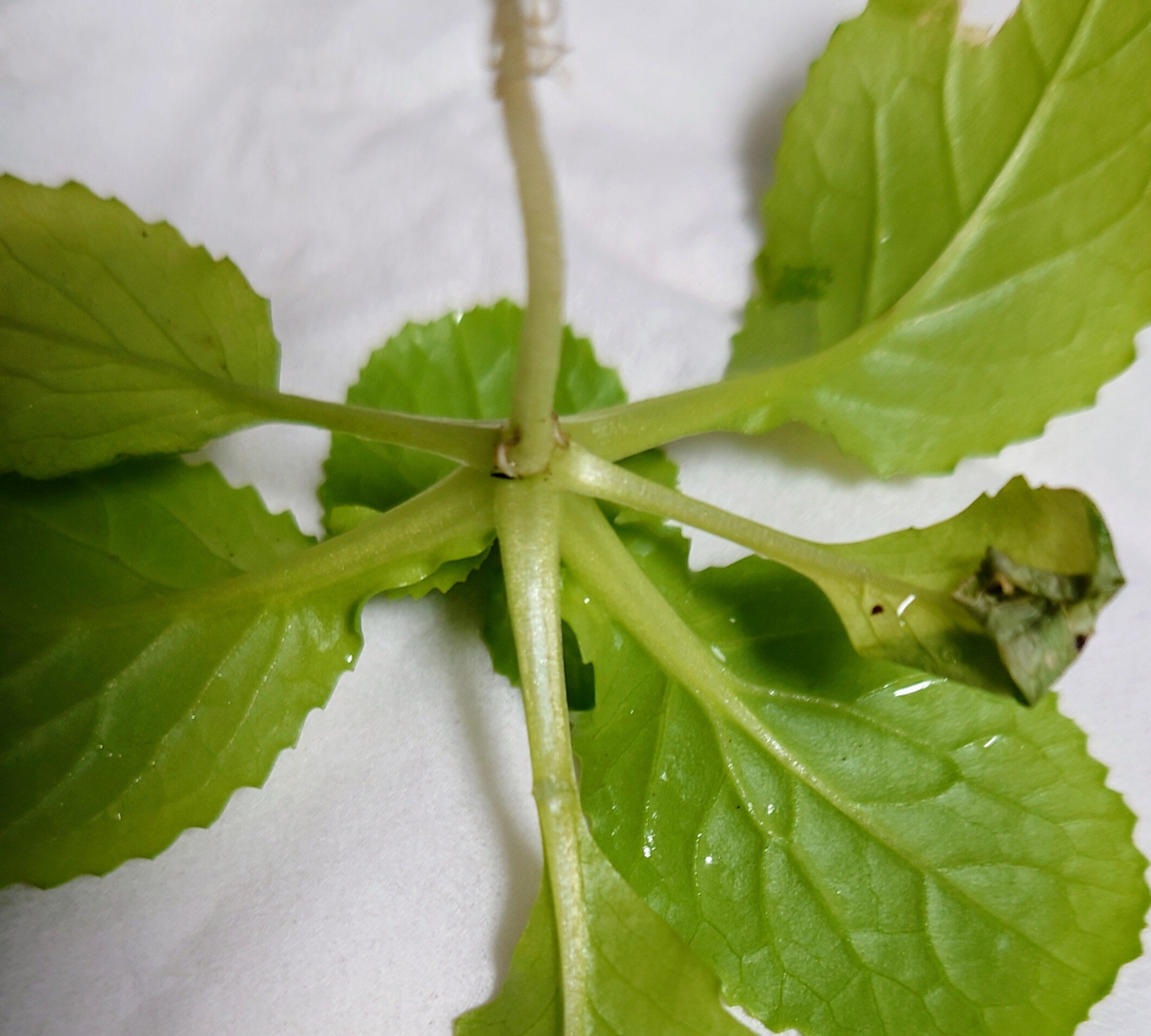 https://www.ige.tohoku.ac.jp/prg/watanabe/as-vegetable2024/2025/01/DSC_1490.JPG