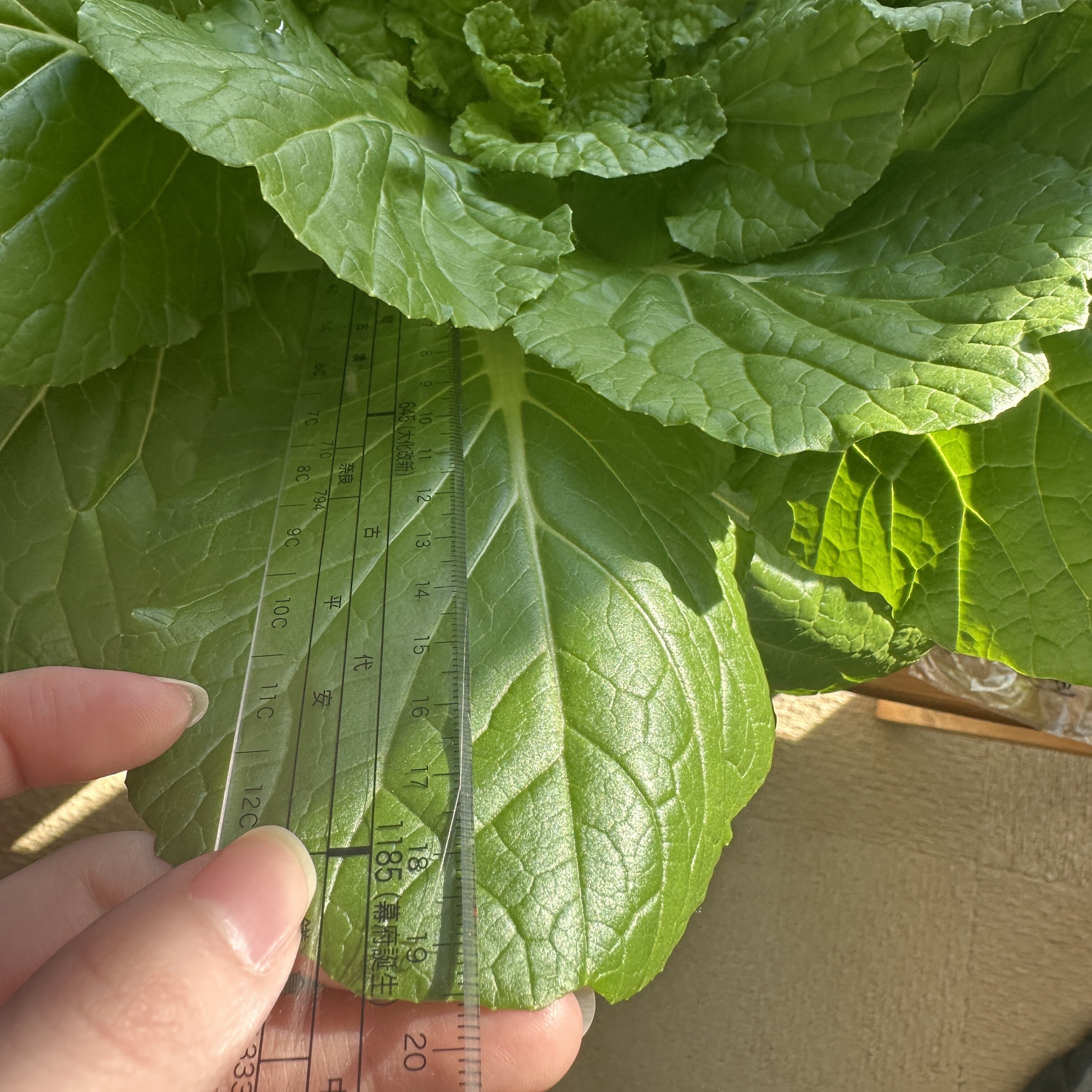 https://www.ige.tohoku.ac.jp/prg/watanabe/as-vegetable2024/2025/01/IMG_0890.jpg