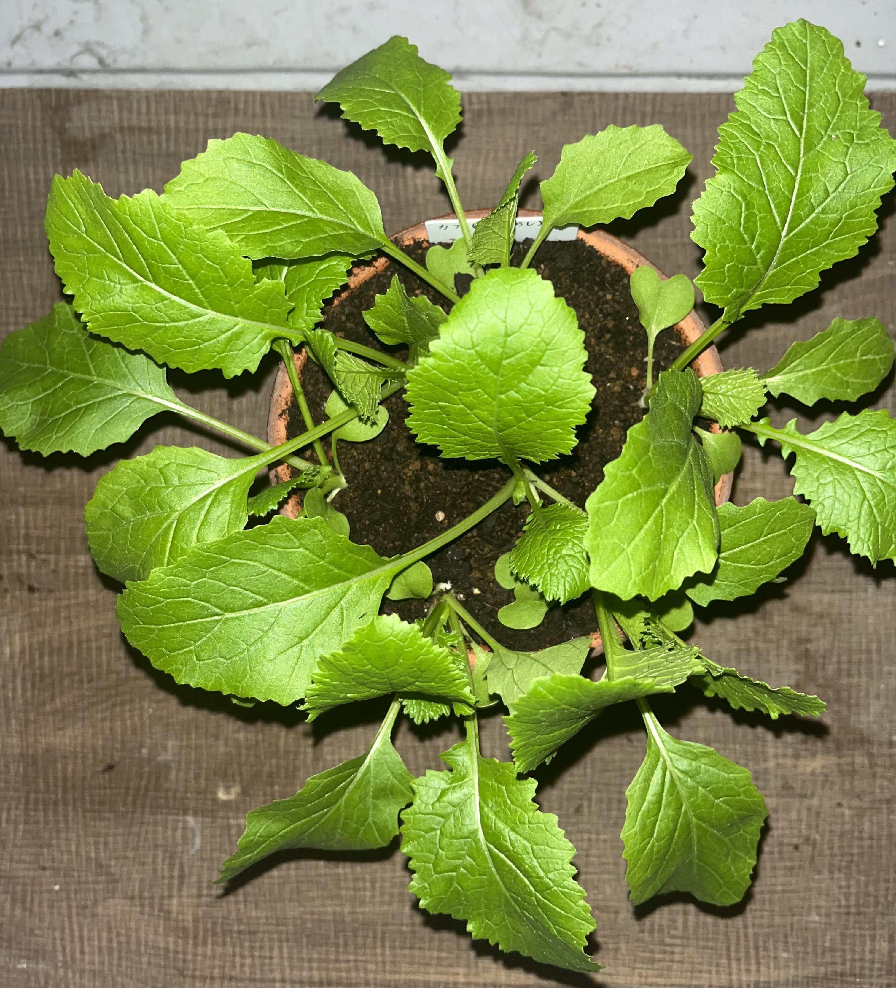 https://www.ige.tohoku.ac.jp/prg/watanabe/as-vegetable2024/2025/01/IMG_4825.jpg