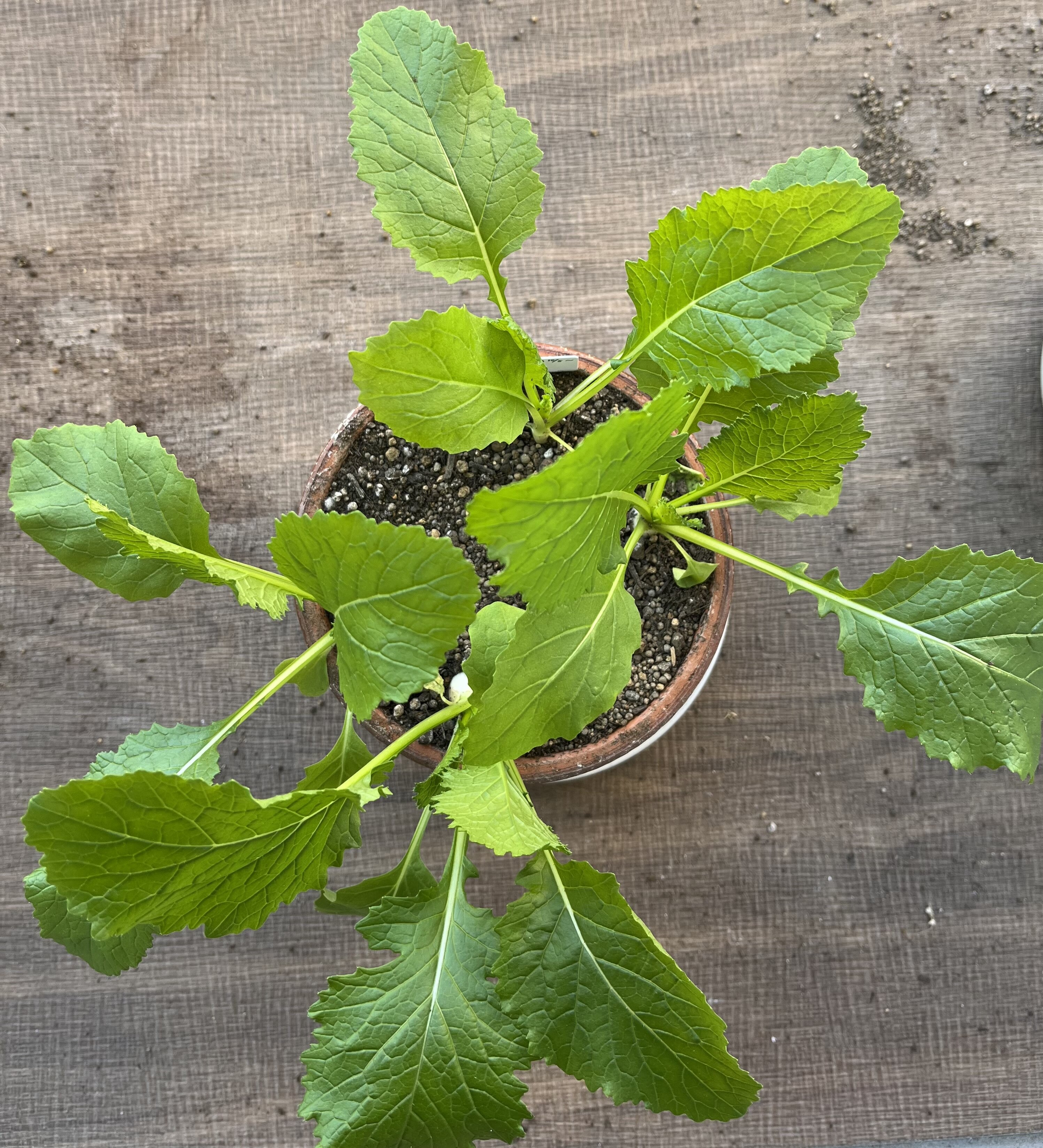 https://www.ige.tohoku.ac.jp/prg/watanabe/as-vegetable2024/2025/01/IMG_5282.jpg