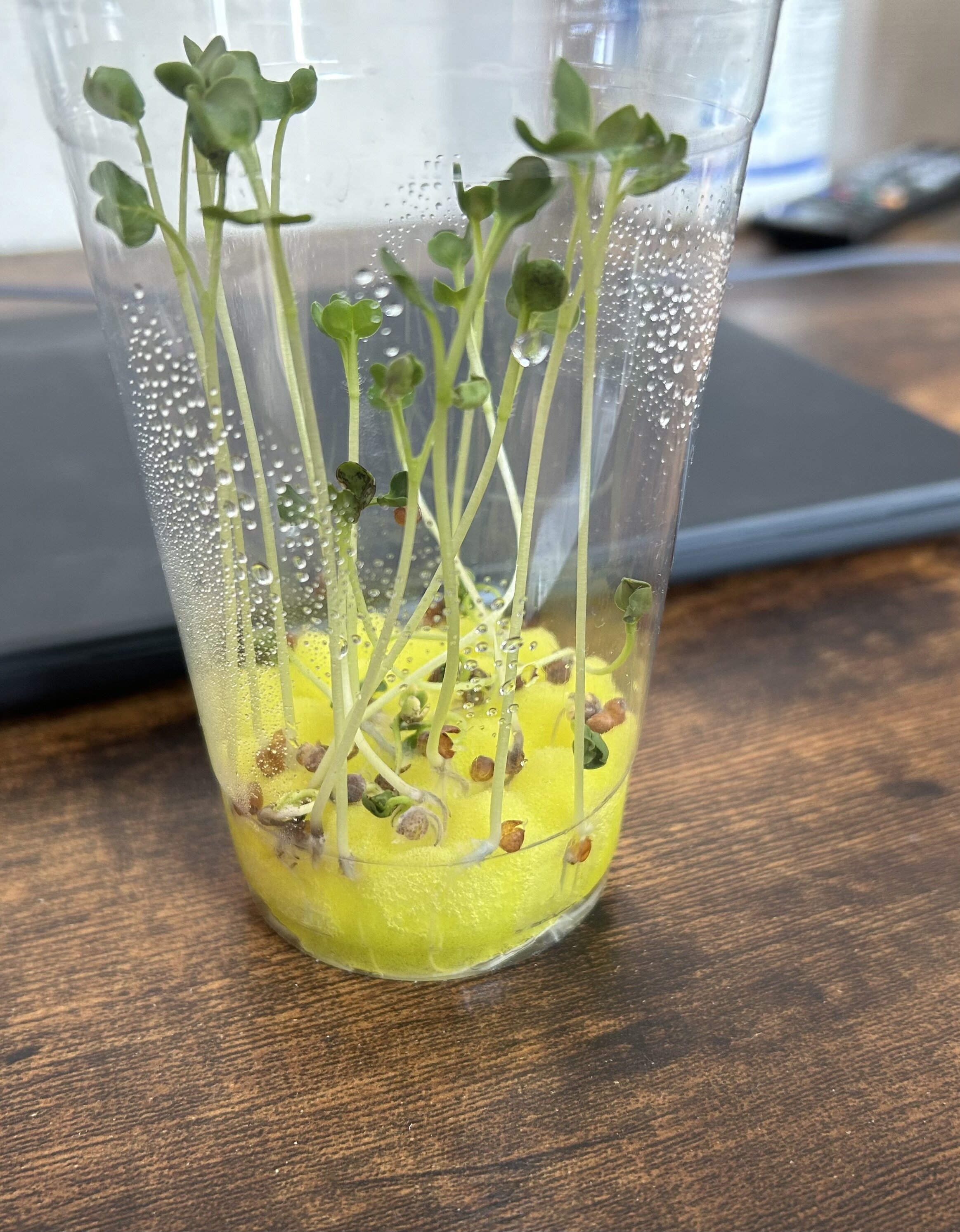 https://www.ige.tohoku.ac.jp/prg/watanabe/as-vegetable2024/2025/01/IMG_5921.jpeg