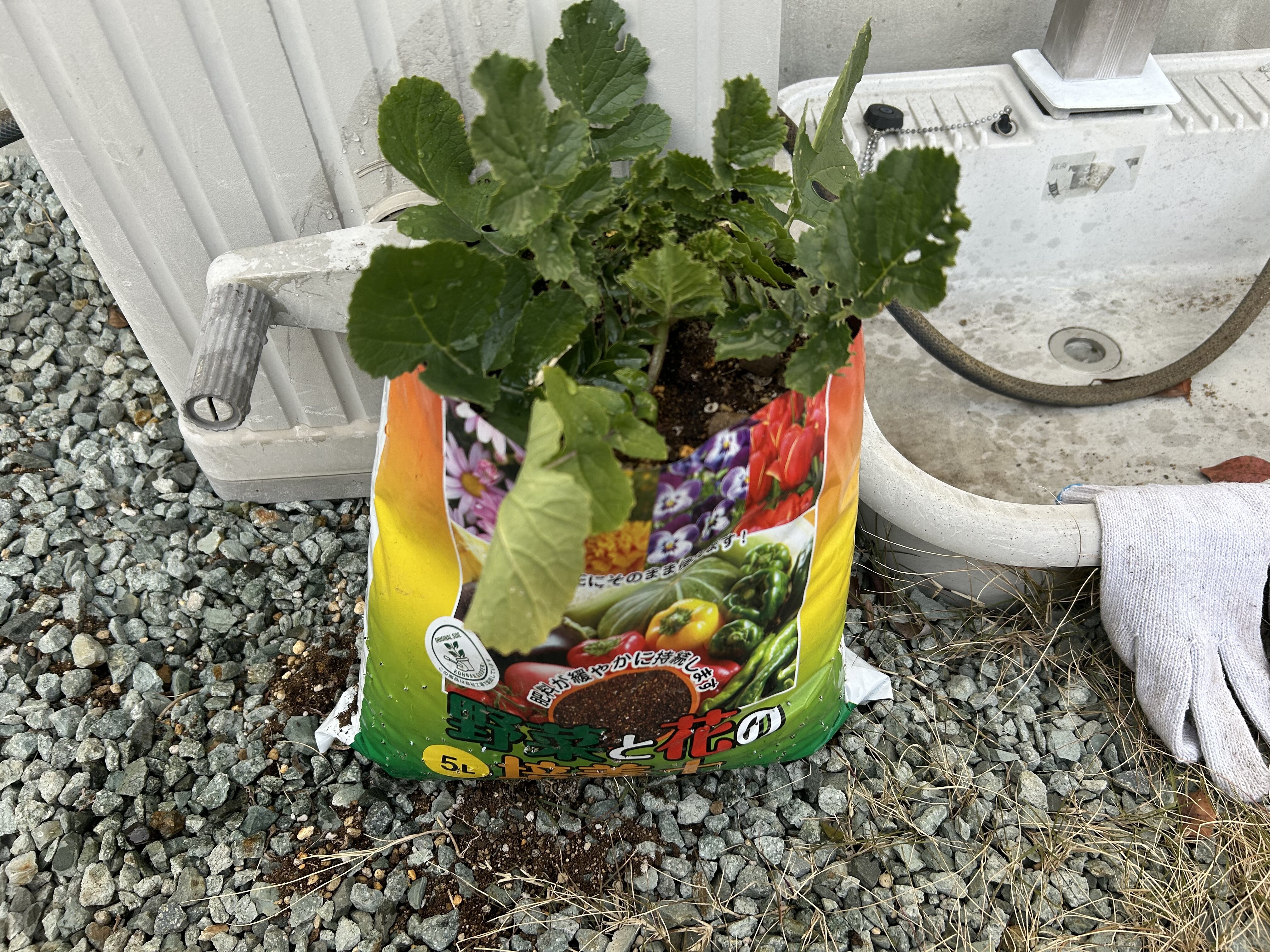 https://www.ige.tohoku.ac.jp/prg/watanabe/as-vegetable2024/2025/01/IMG_5998.jpg