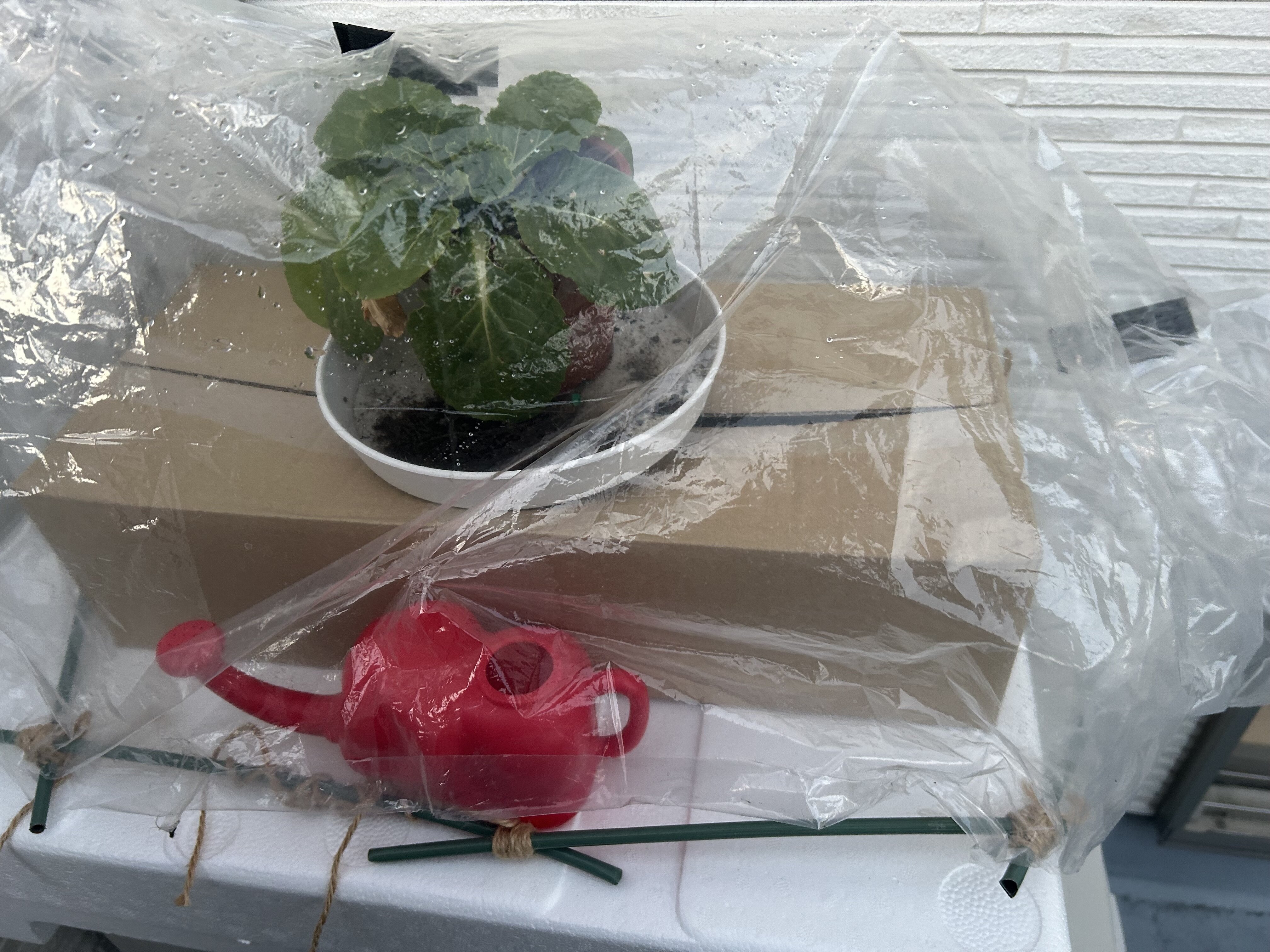 https://www.ige.tohoku.ac.jp/prg/watanabe/as-vegetable2024/2025/01/IMG_6035.jpg