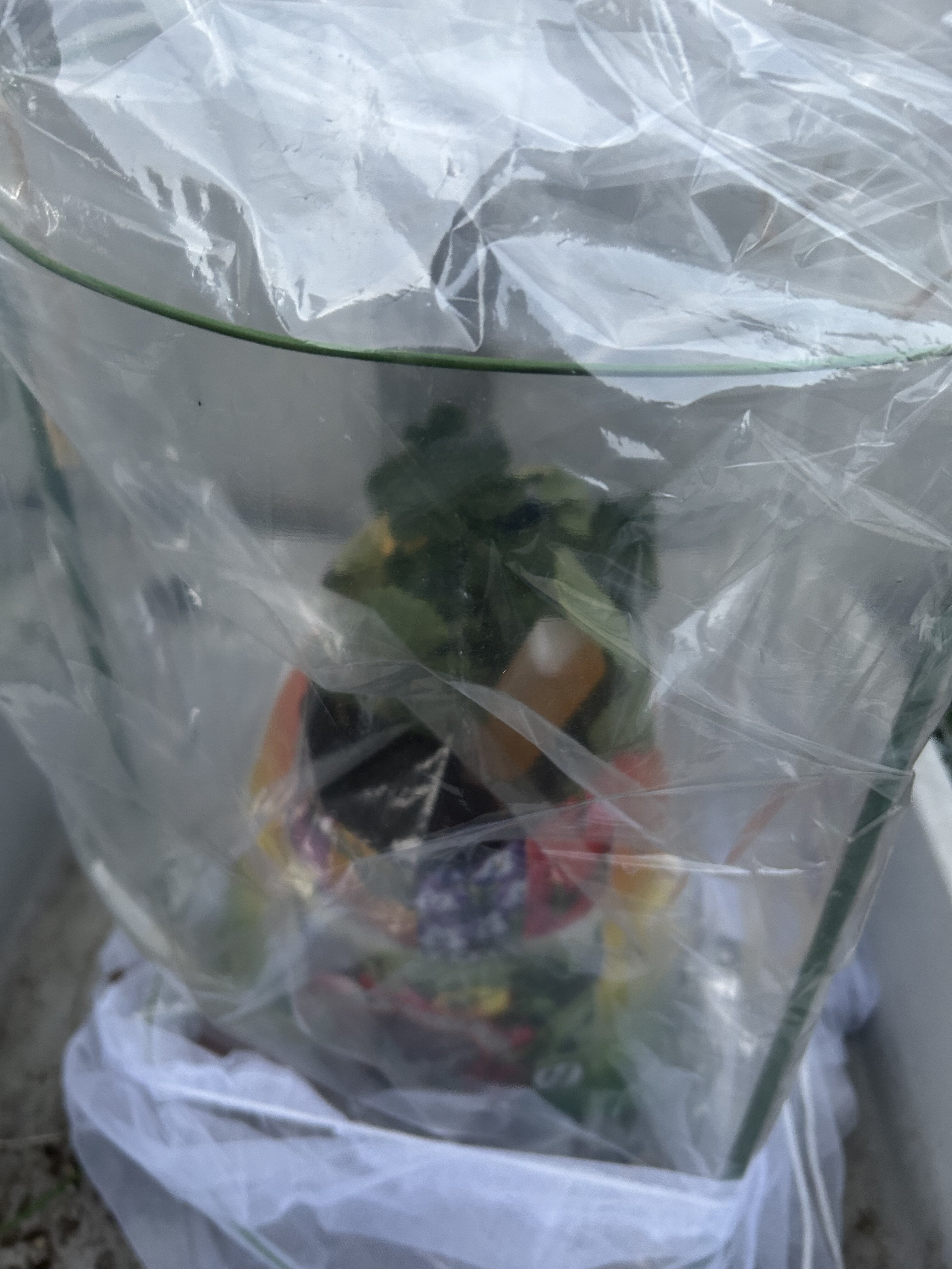 https://www.ige.tohoku.ac.jp/prg/watanabe/as-vegetable2024/2025/01/IMG_6036.jpg