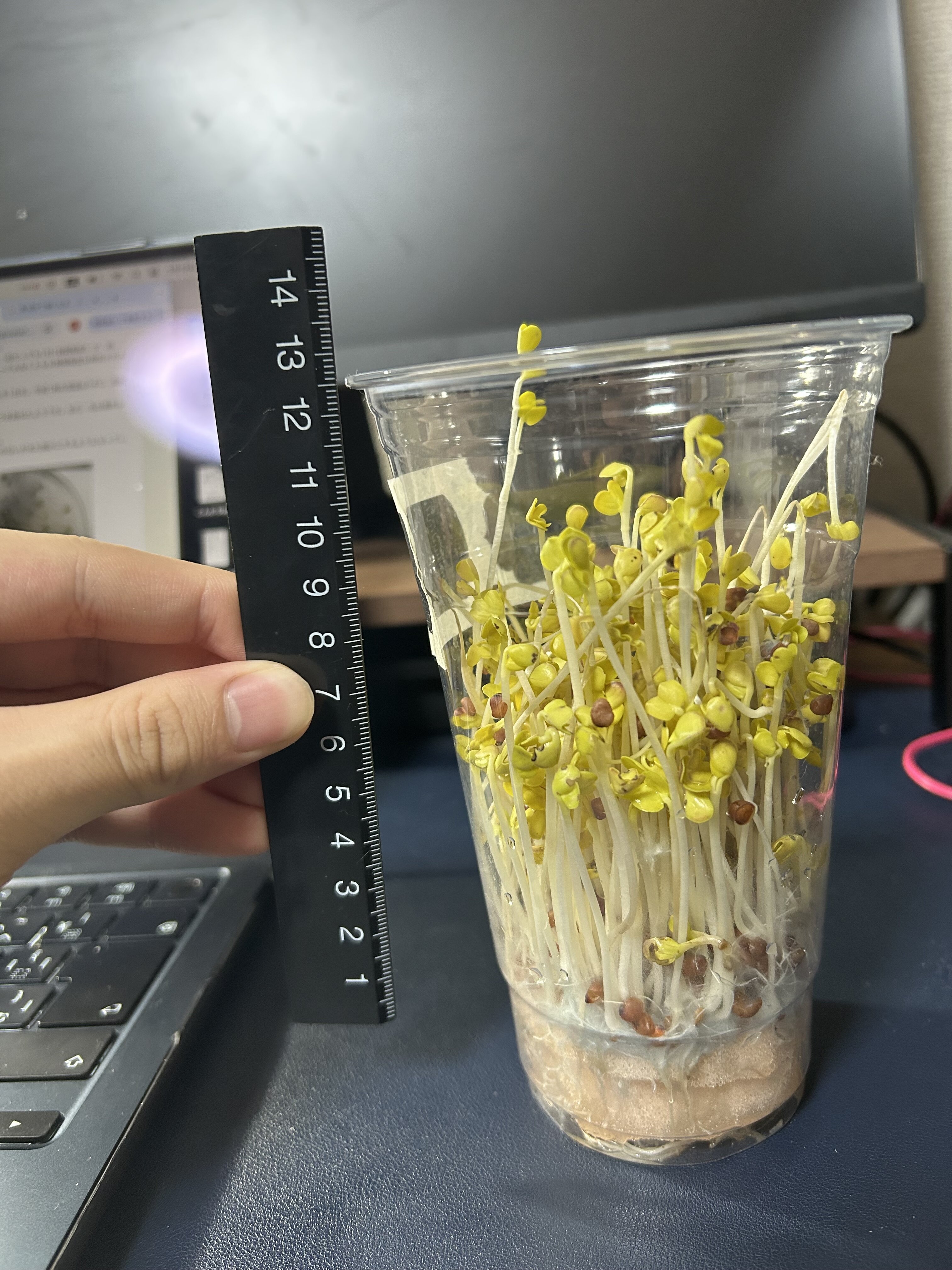 https://www.ige.tohoku.ac.jp/prg/watanabe/as-vegetable2024/2025/01/IMG_6055.jpg