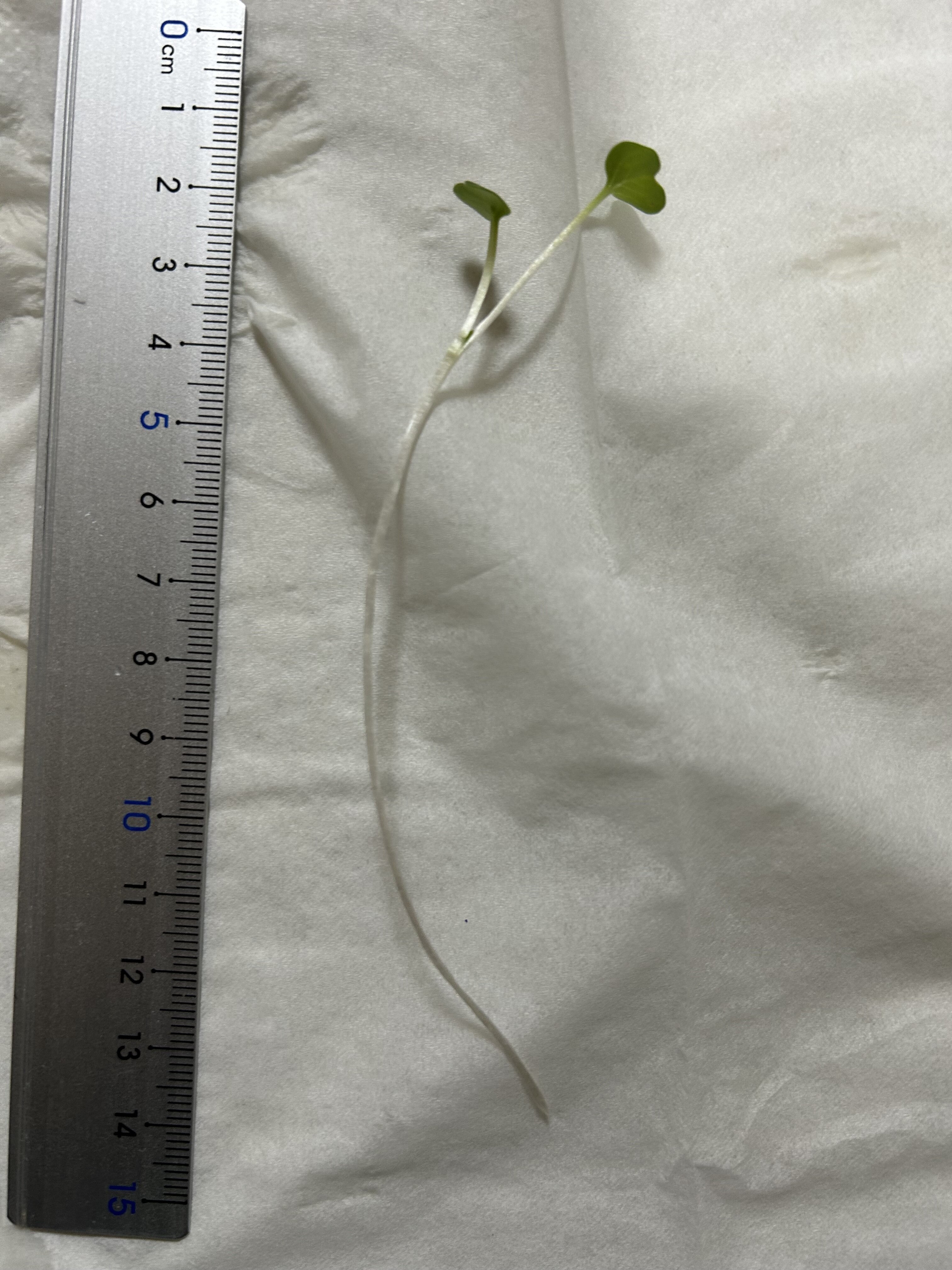 https://www.ige.tohoku.ac.jp/prg/watanabe/as-vegetable2024/2025/01/IMG_6070.jpg