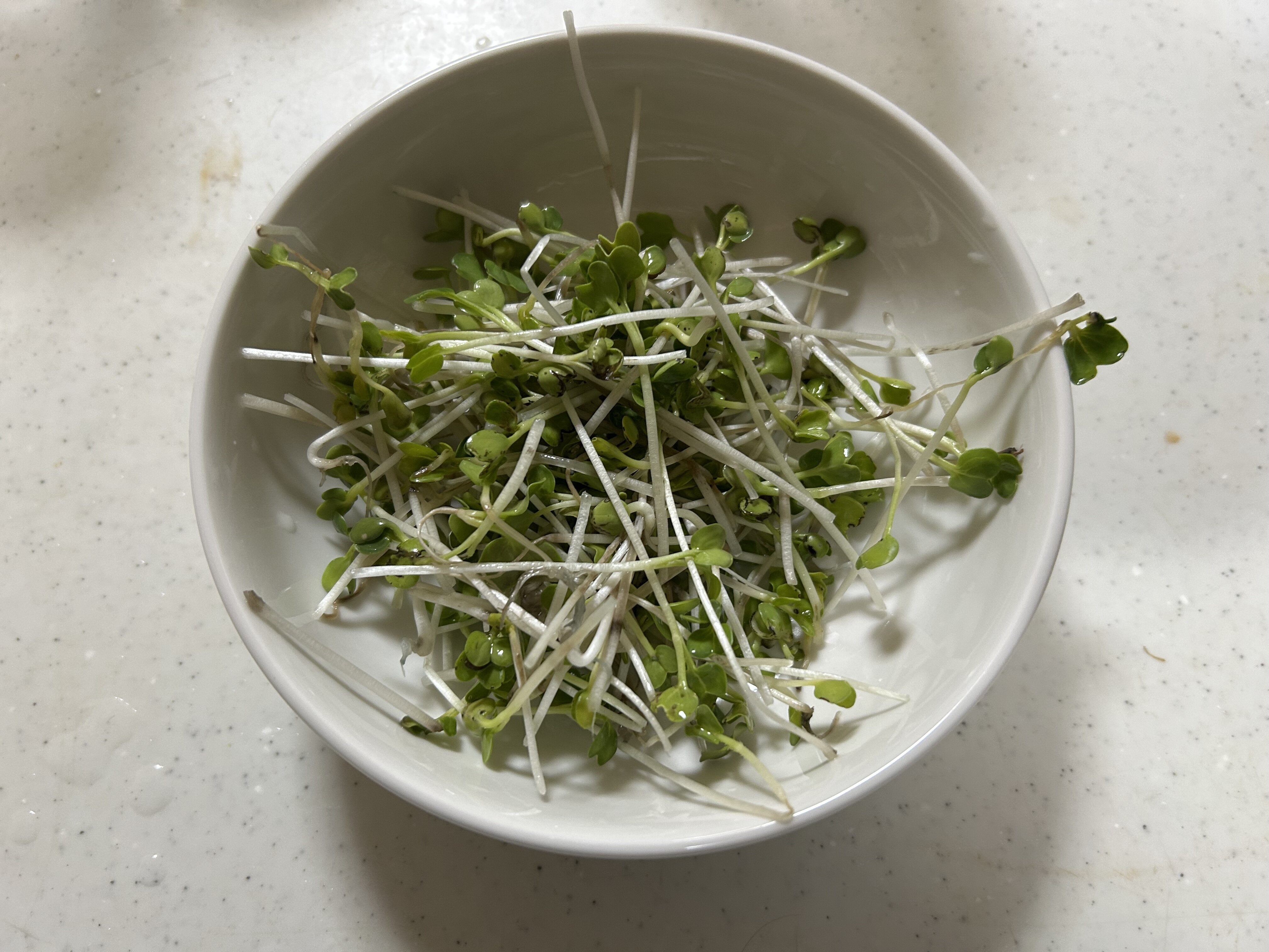 https://www.ige.tohoku.ac.jp/prg/watanabe/as-vegetable2024/2025/01/IMG_6072.jpg