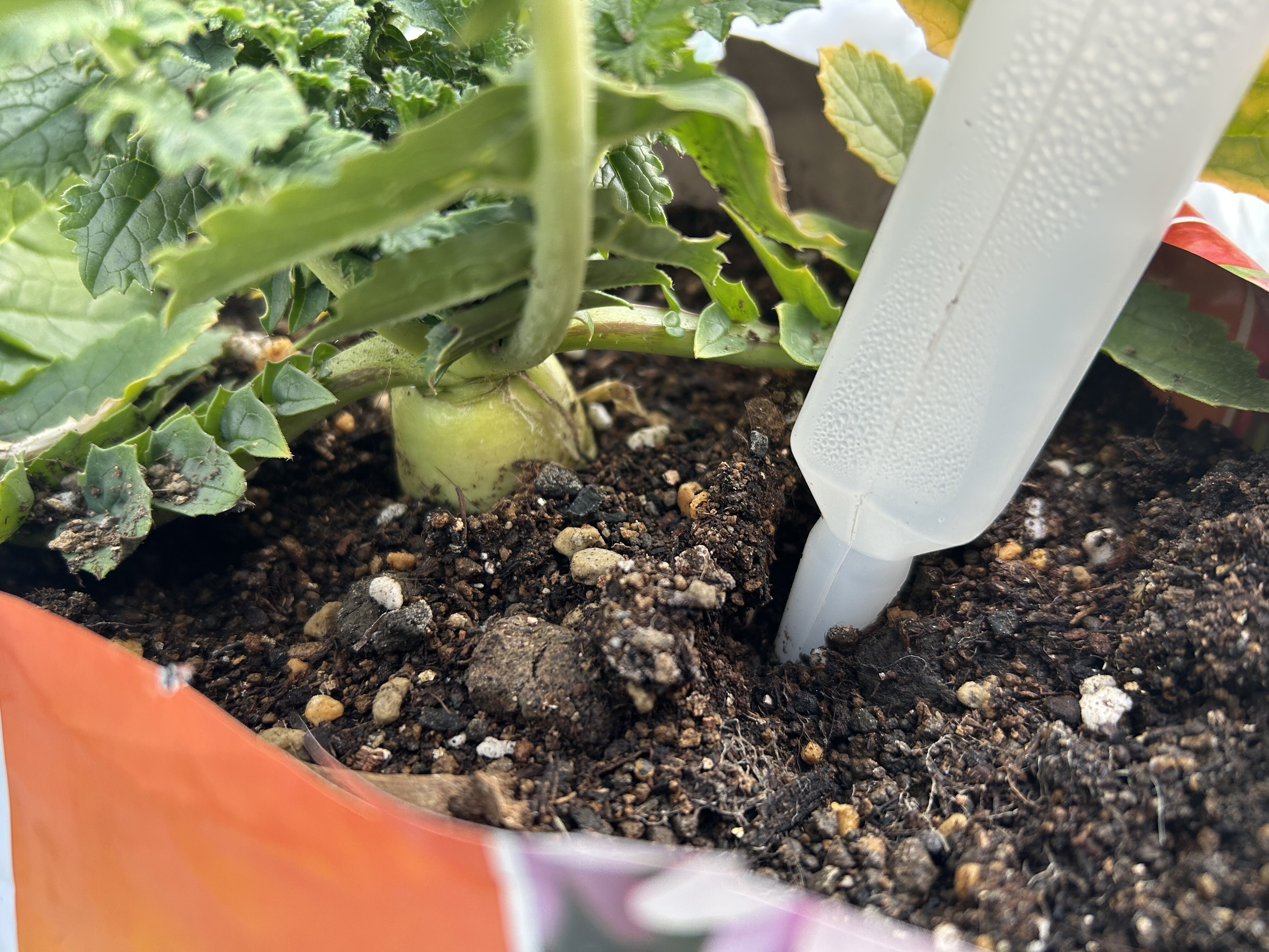 https://www.ige.tohoku.ac.jp/prg/watanabe/as-vegetable2024/2025/01/IMG_6103.jpg