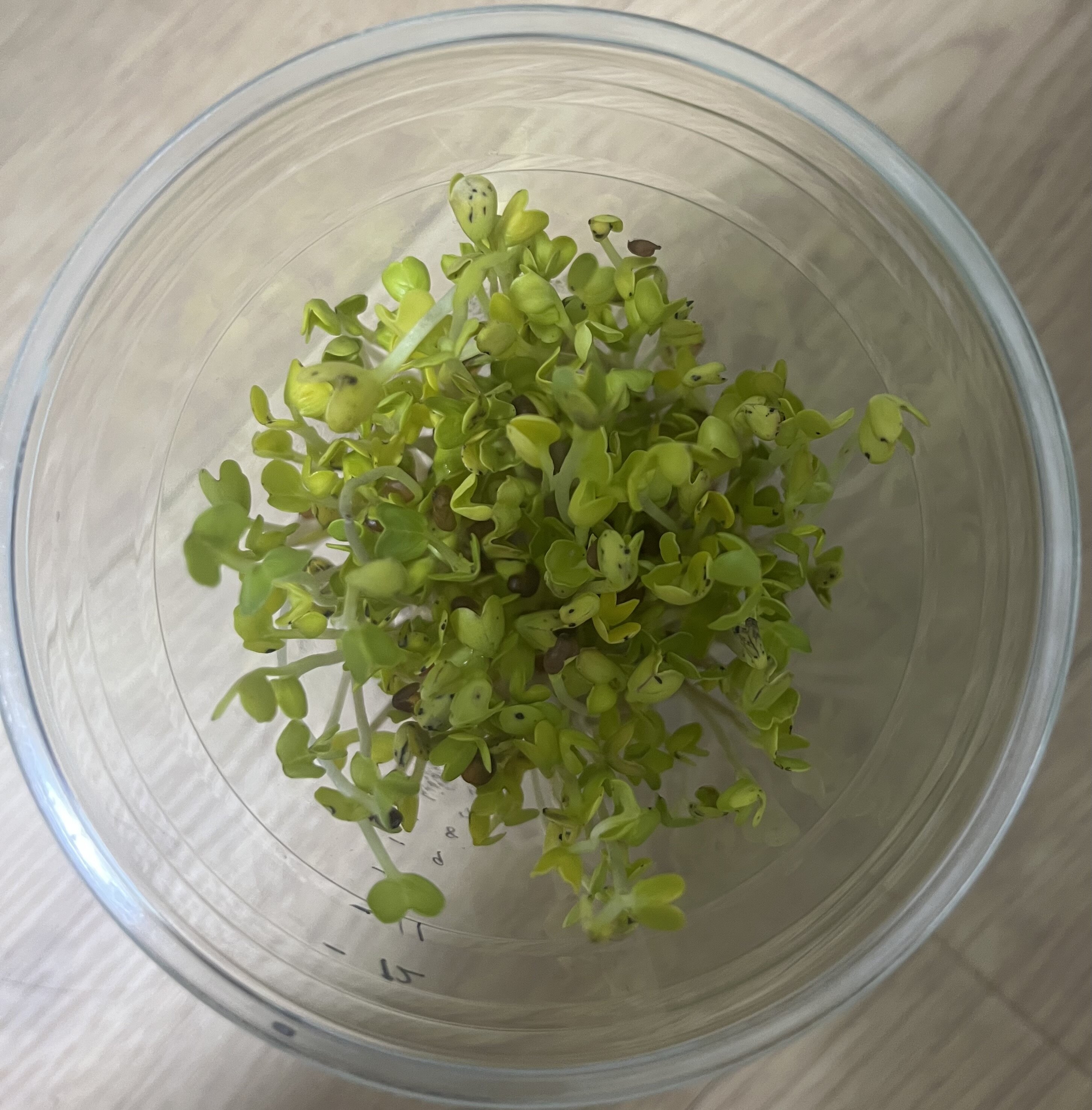 https://www.ige.tohoku.ac.jp/prg/watanabe/as-vegetable2024/2025/01/IMG_6544.jpg