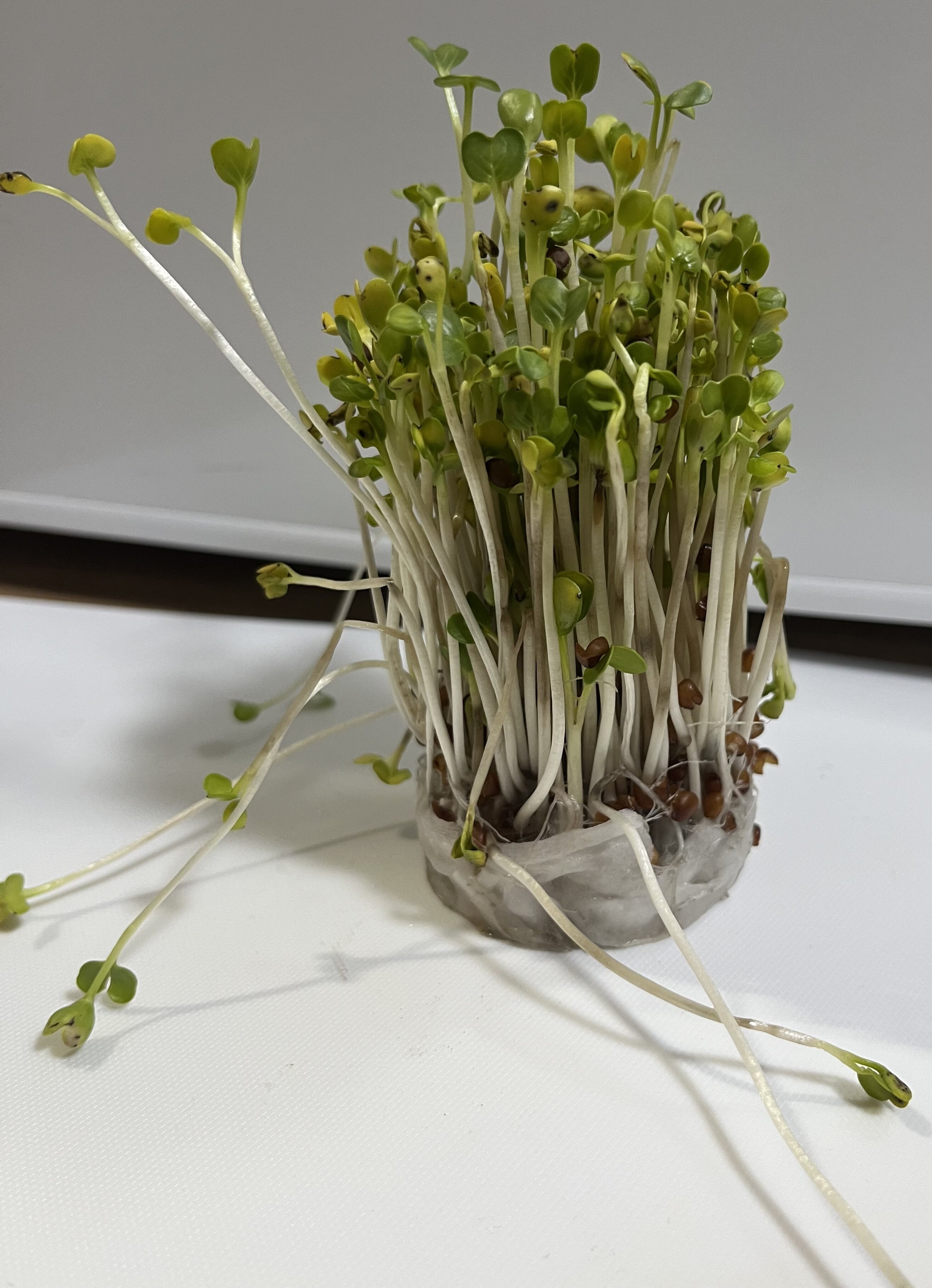 https://www.ige.tohoku.ac.jp/prg/watanabe/as-vegetable2024/2025/01/IMG_6698.jpg