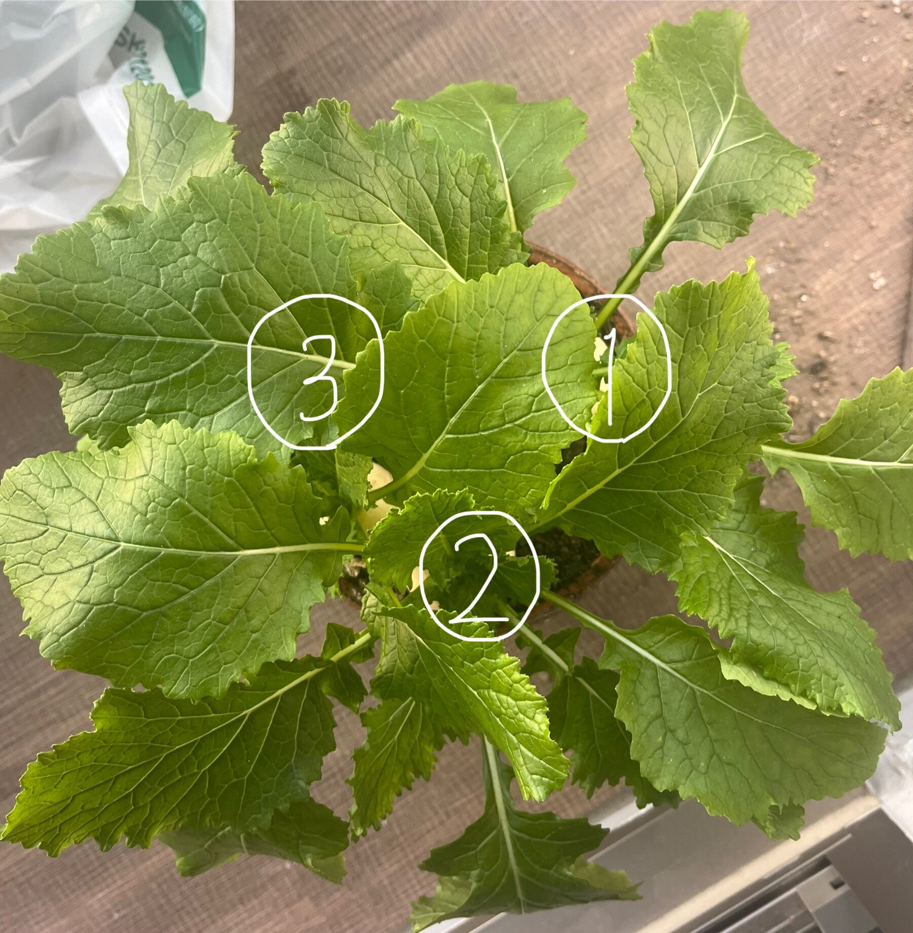 https://www.ige.tohoku.ac.jp/prg/watanabe/as-vegetable2024/2025/01/IMG_7228.jpg