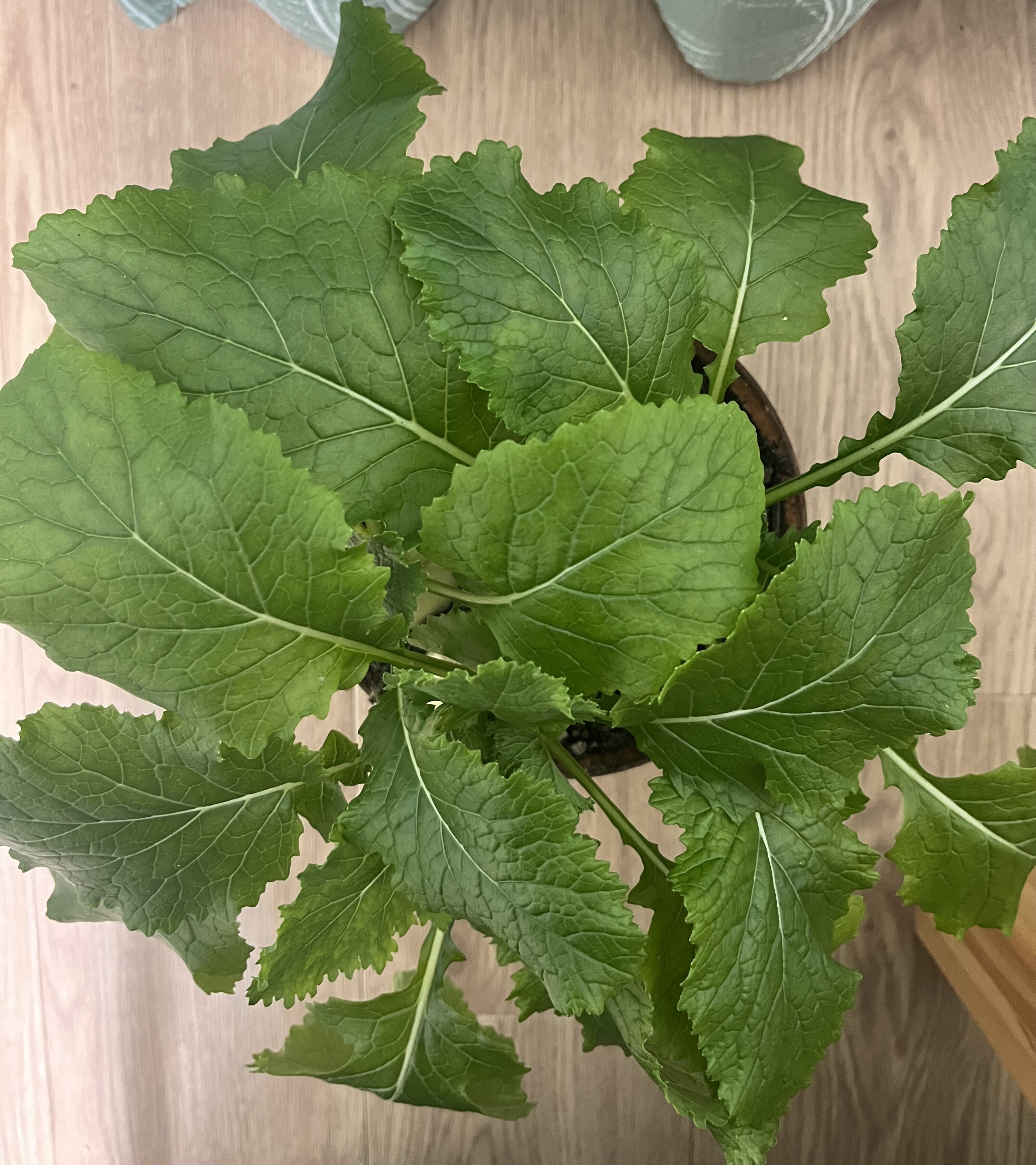 https://www.ige.tohoku.ac.jp/prg/watanabe/as-vegetable2024/2025/01/IMG_7259.jpg