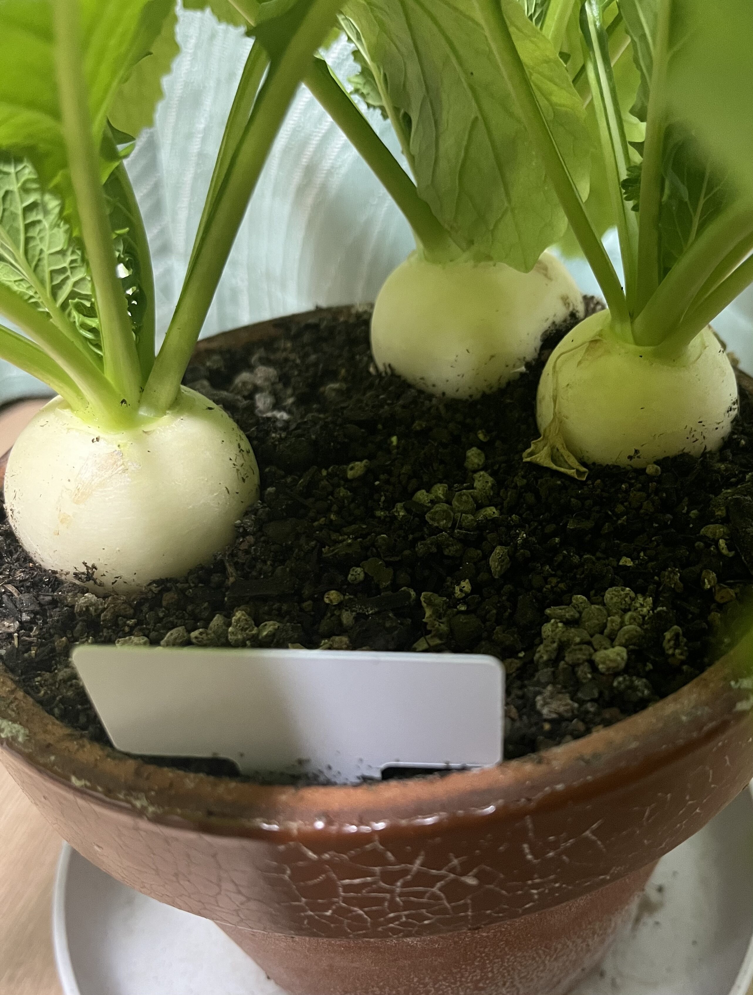 https://www.ige.tohoku.ac.jp/prg/watanabe/as-vegetable2024/2025/01/IMG_7261.jpg