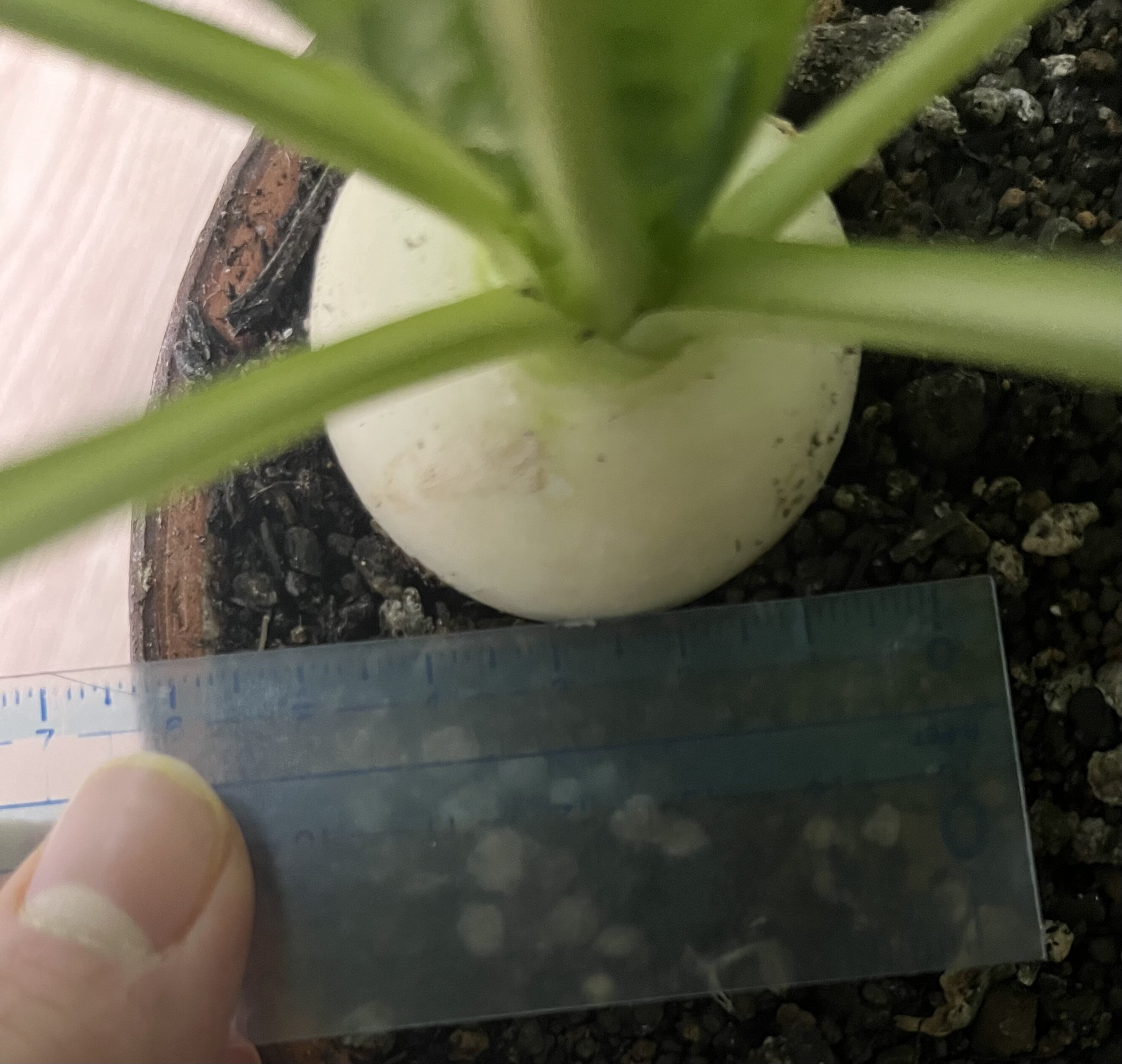 https://www.ige.tohoku.ac.jp/prg/watanabe/as-vegetable2024/2025/01/IMG_7263.jpg