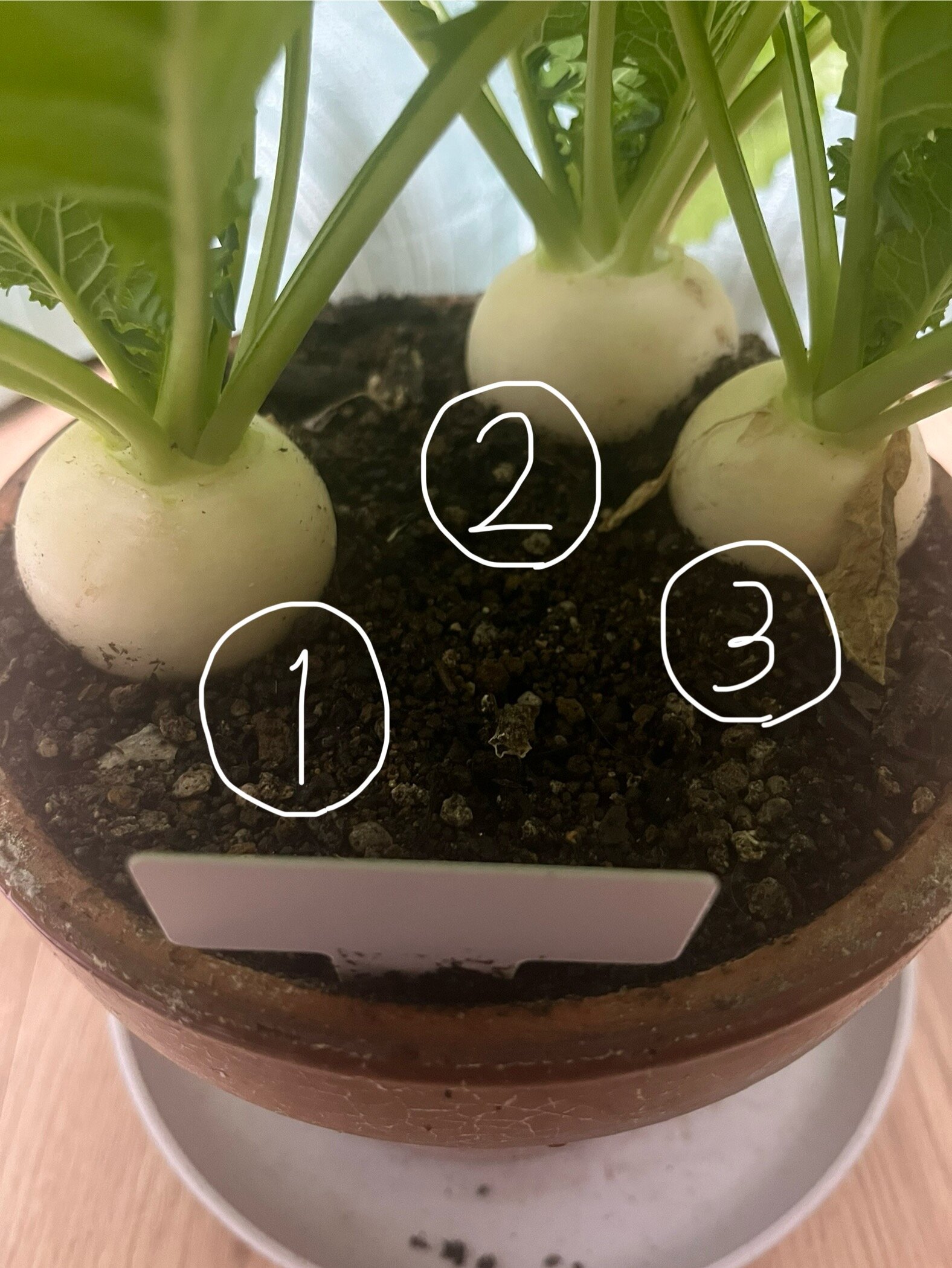 https://www.ige.tohoku.ac.jp/prg/watanabe/as-vegetable2024/2025/01/IMG_7392.jpg