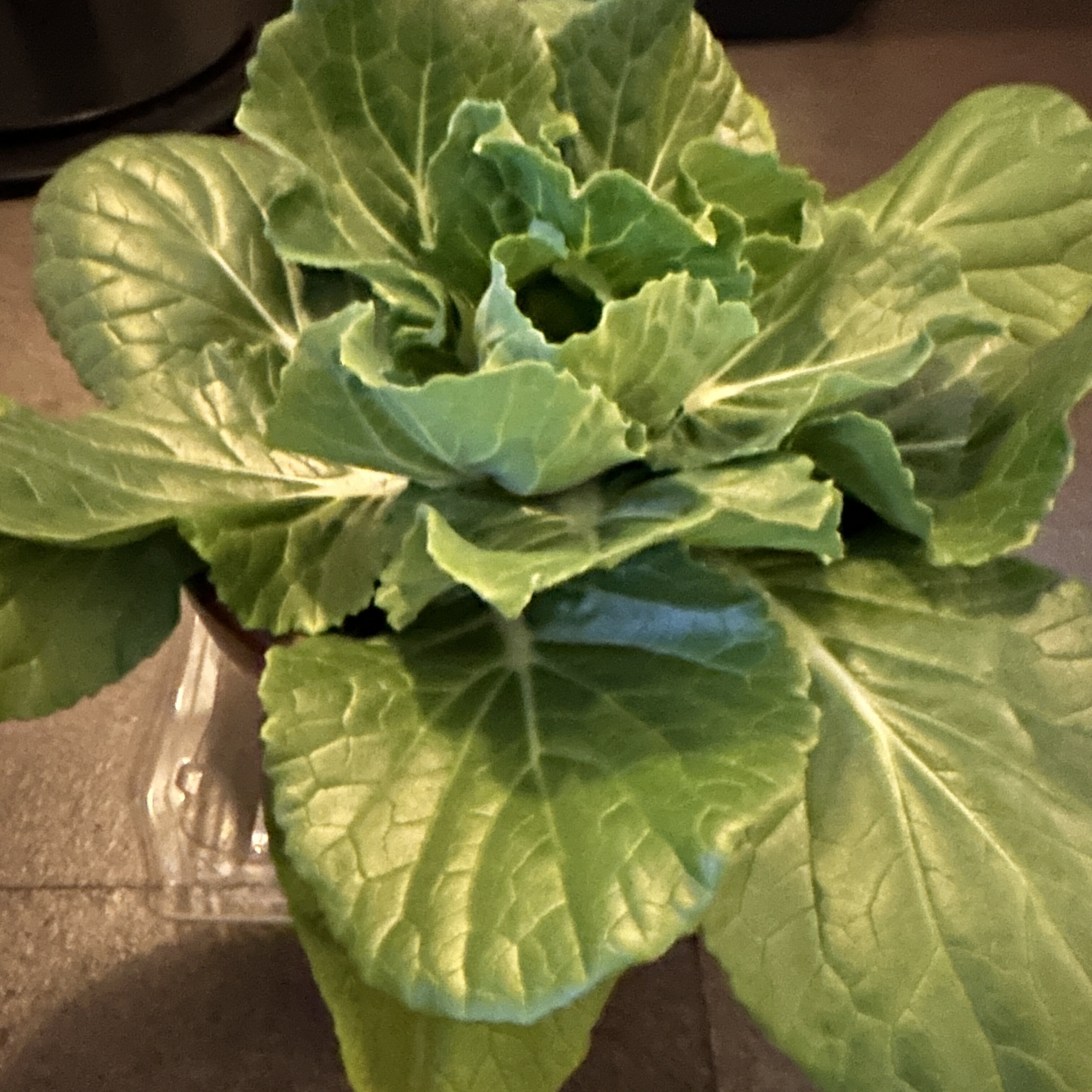 https://www.ige.tohoku.ac.jp/prg/watanabe/as-vegetable2024/2025/01/a3c663c8daadf249db01c1f1ab87e76e7efd0b11.jpg